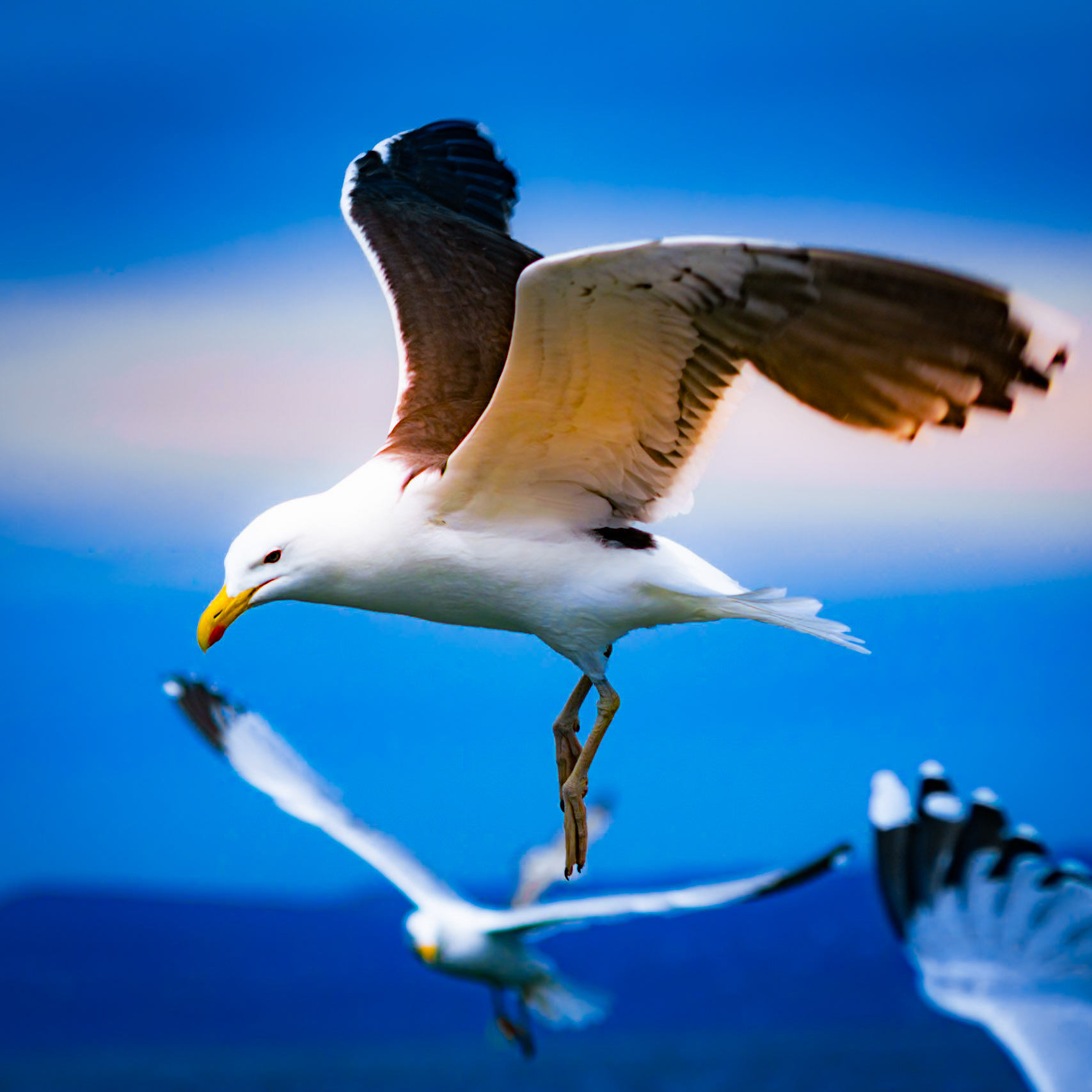 Documenting the diverse rhythms, textures, and behaviors of the animal kingdom, captured across both coastal horizons and hidden micro-habitats.