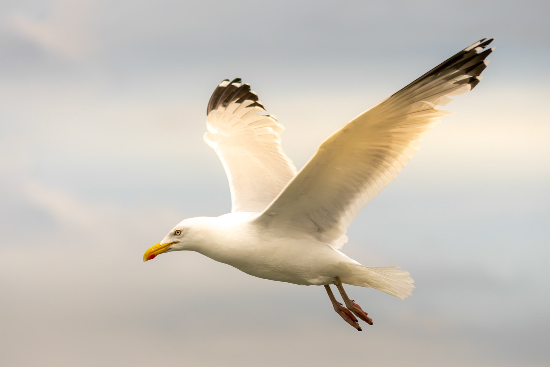 Seagull wildlife