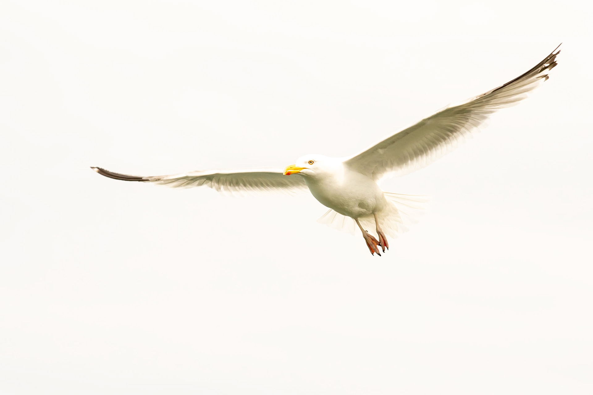 seagull