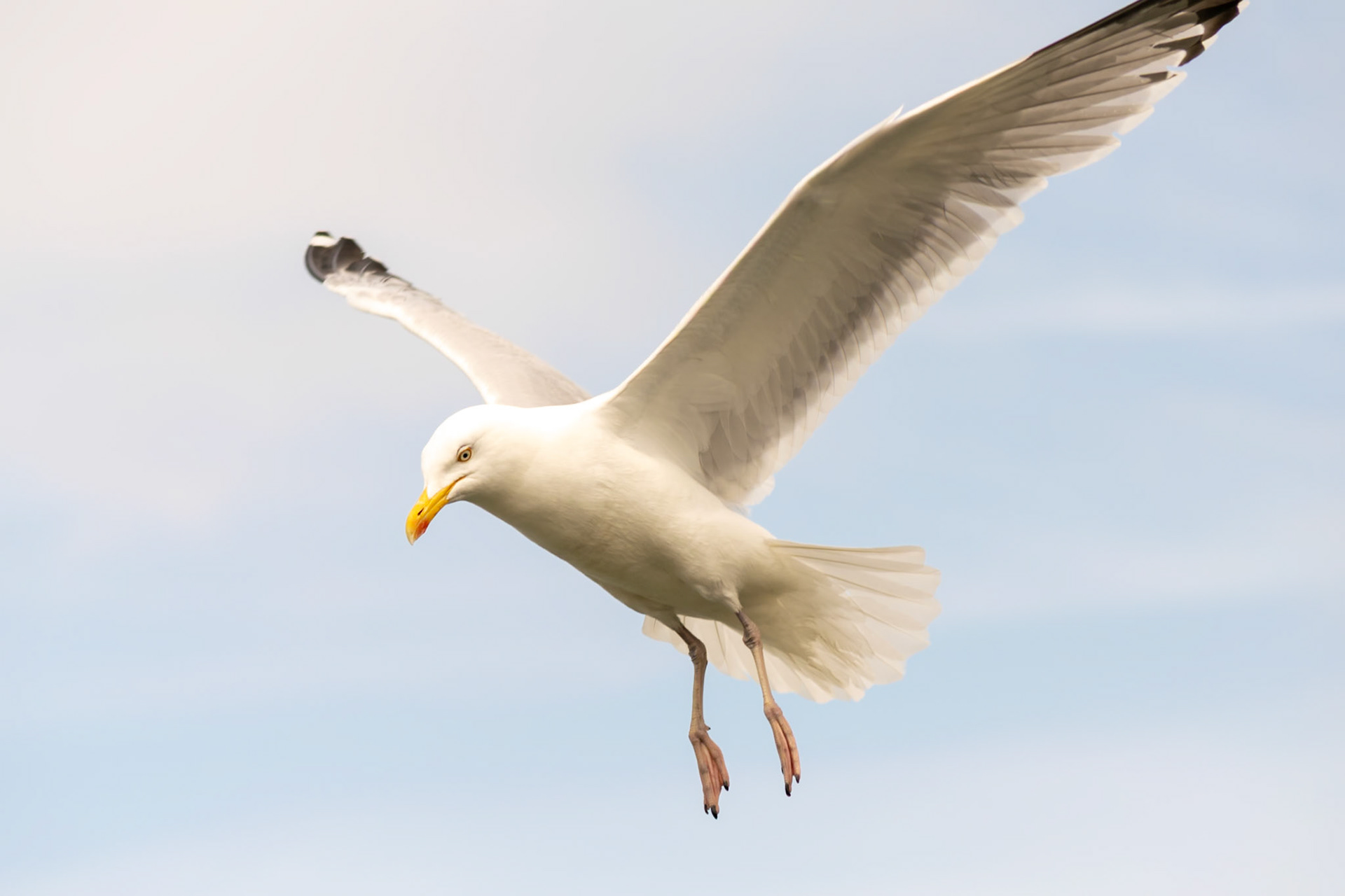 seagull