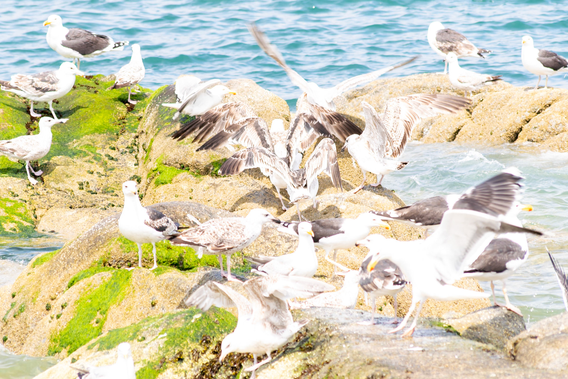 Seagull wildlife