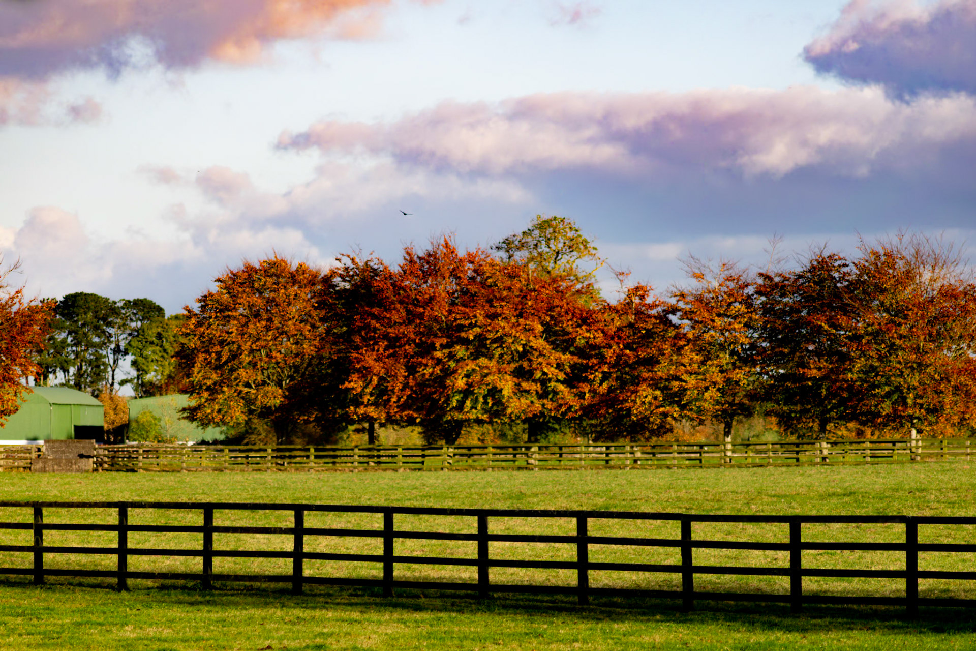 Documenting the peaceful estate grounds of the Irish National Stud, where world-class equine heritage meets the rolling green landscapes of Ireland's horse country.