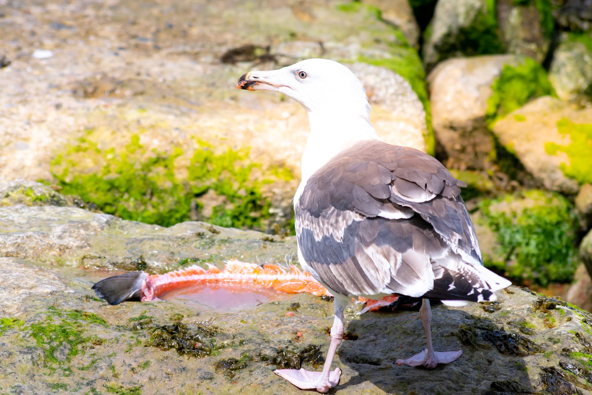Seagull wildlife