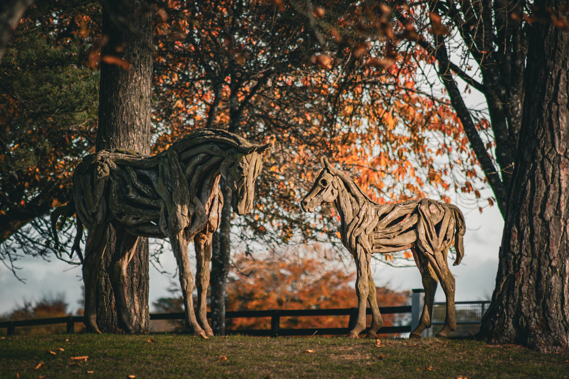 Documenting the peaceful estate grounds of the Irish National Stud, where world-class equine heritage meets the rolling green landscapes of Ireland's horse country.