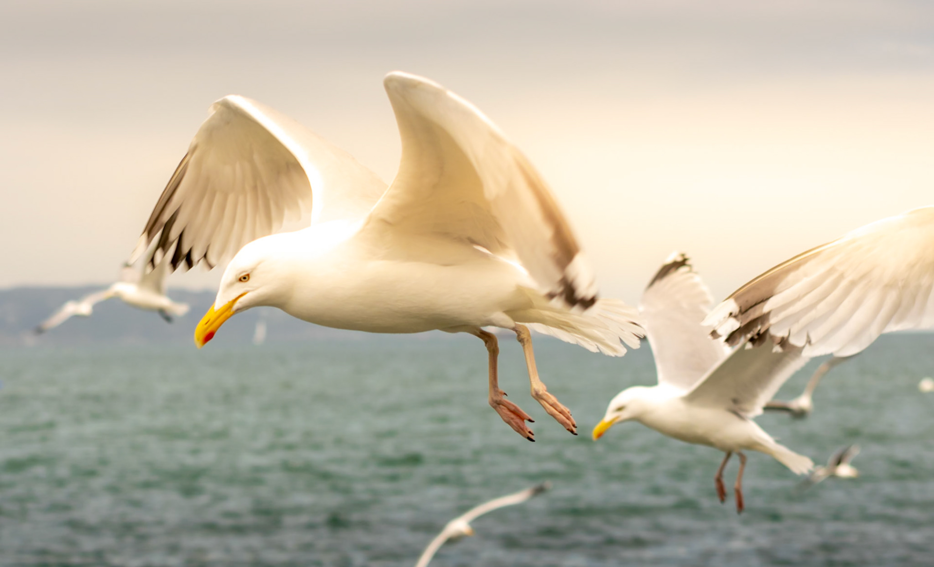 Seagull wildlife