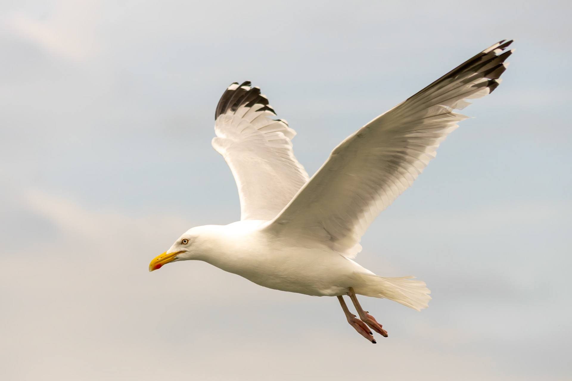 seagull
