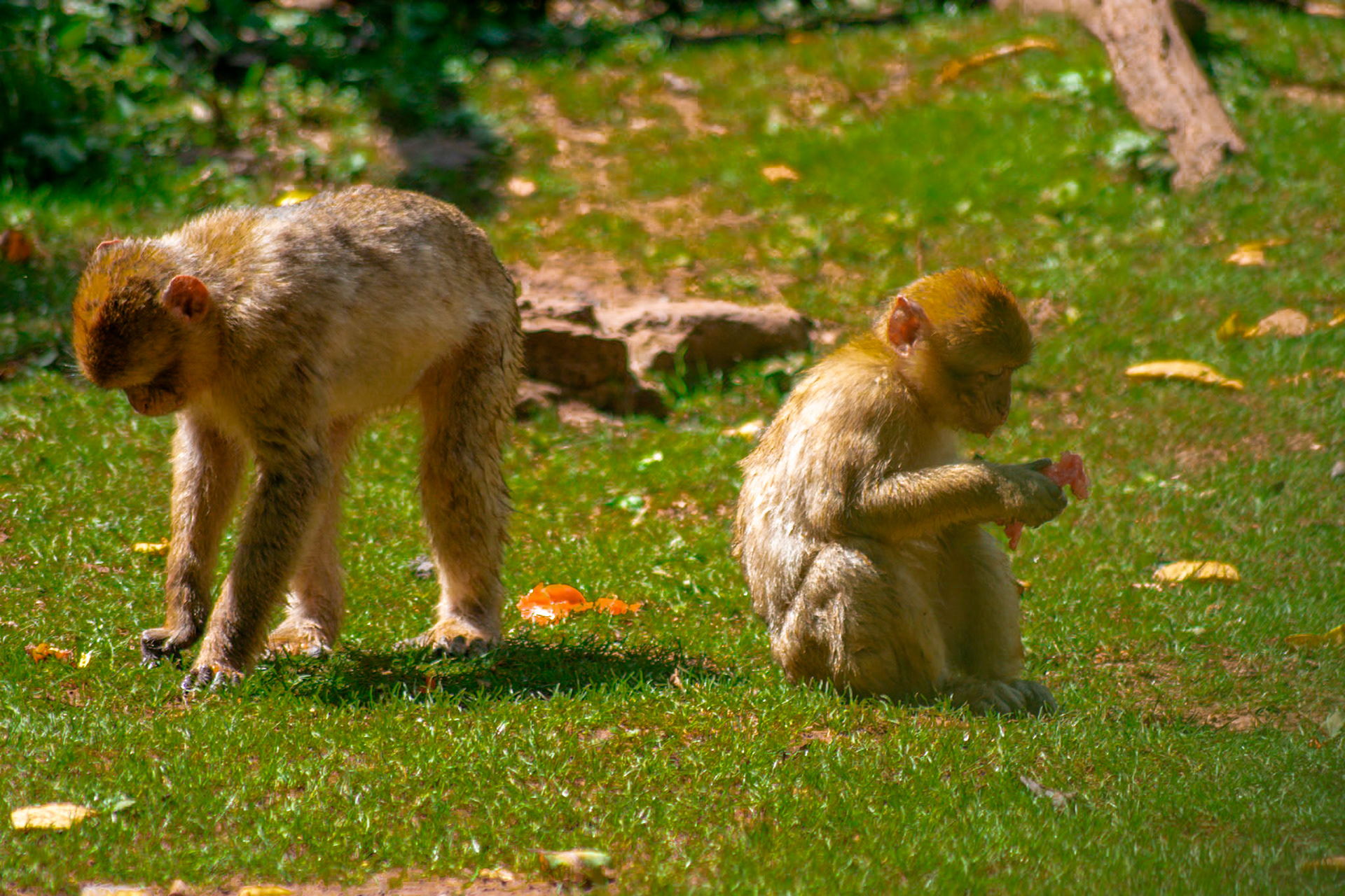 La Forêt des Singes, Rocamadour