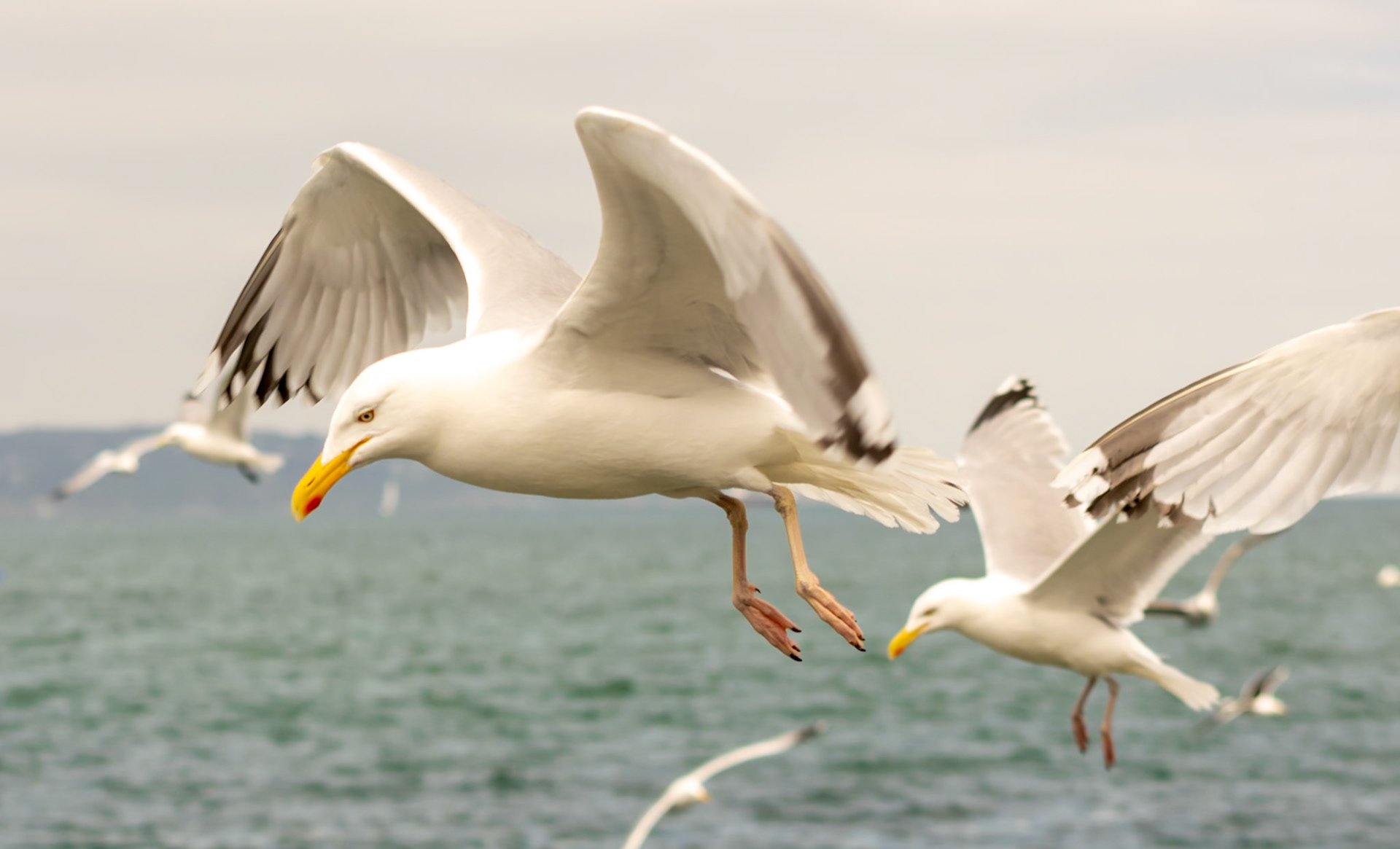 seagull