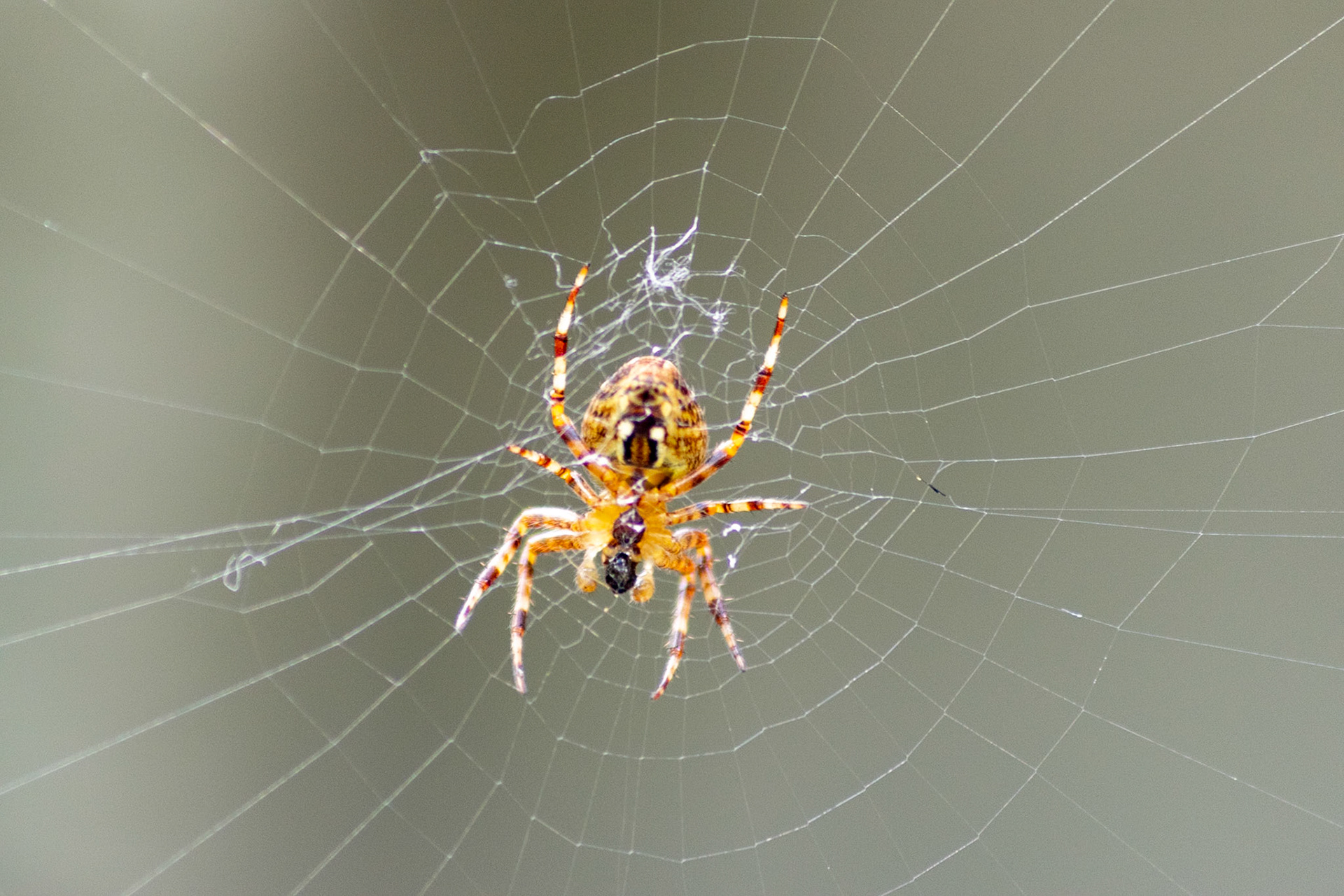 #animals #spider