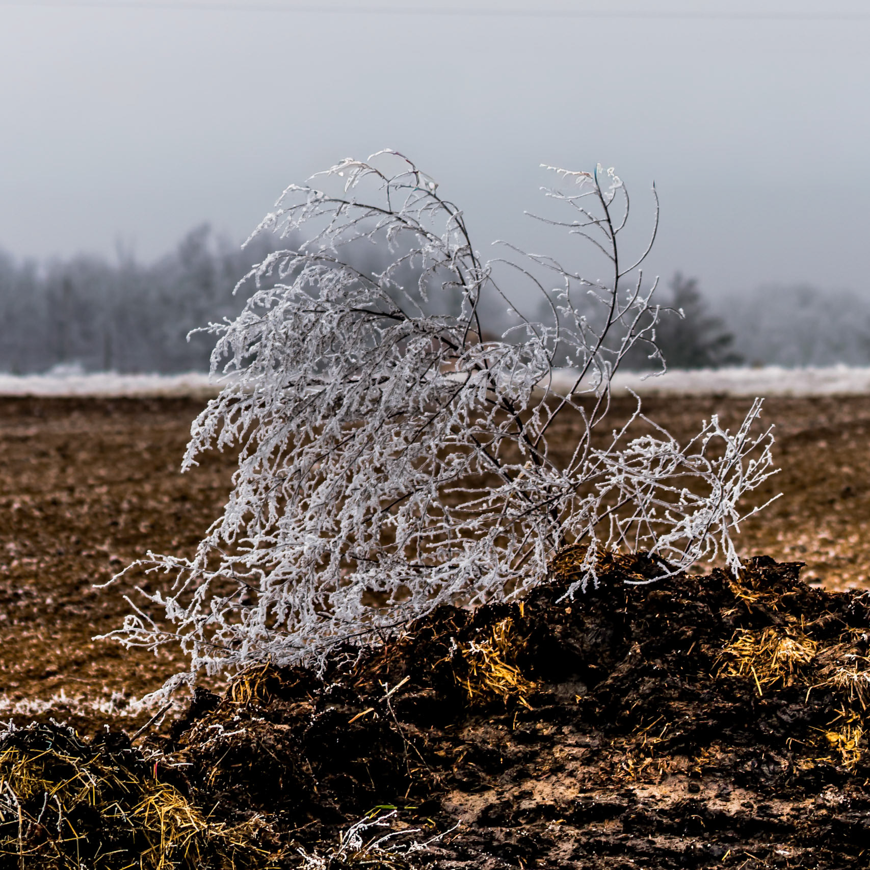 Exploring the fine art of winter in rural France—where frozen mist crystallizes on bare branches and dormant vines.