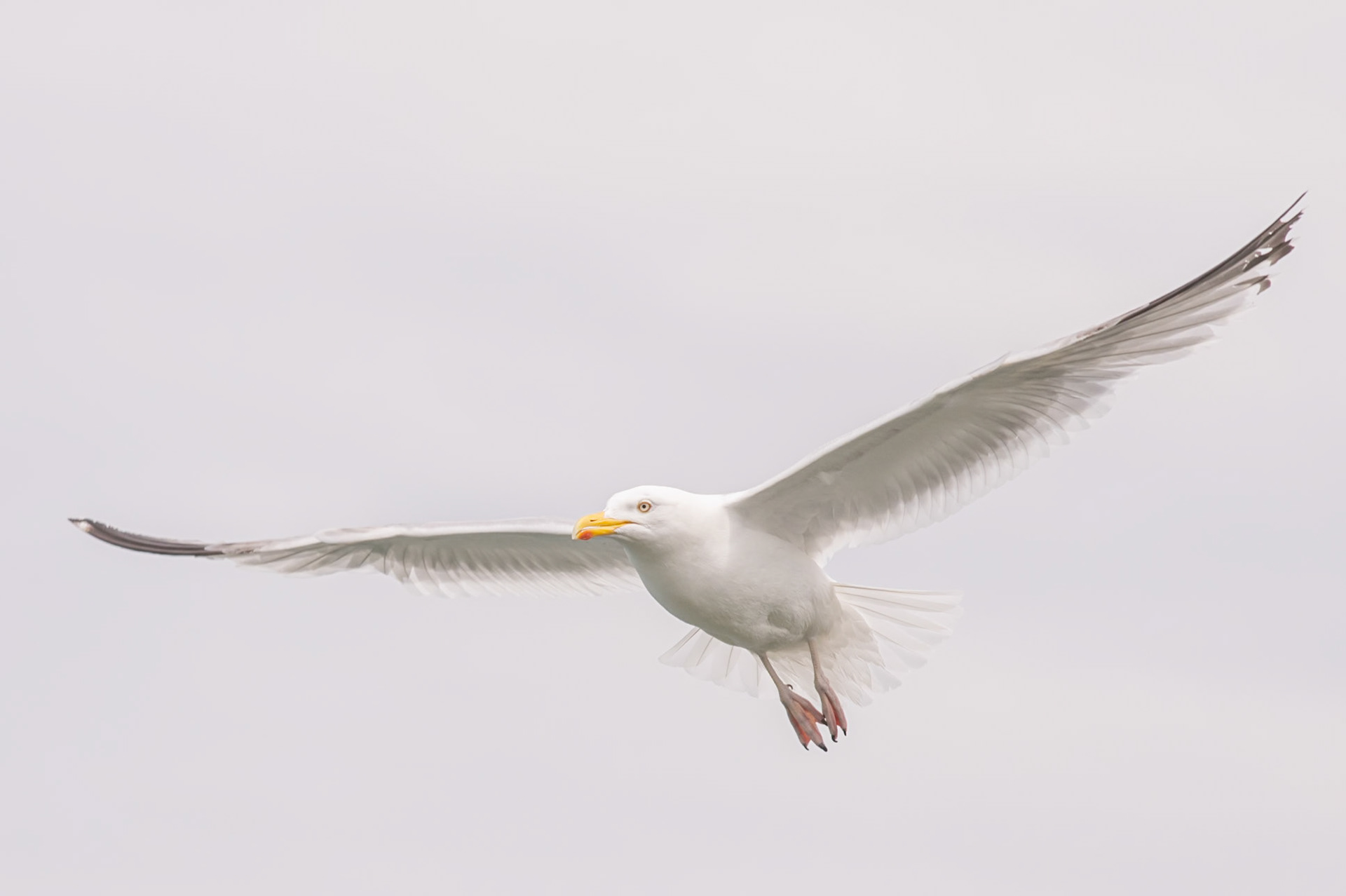 Animals Fine Art Photography