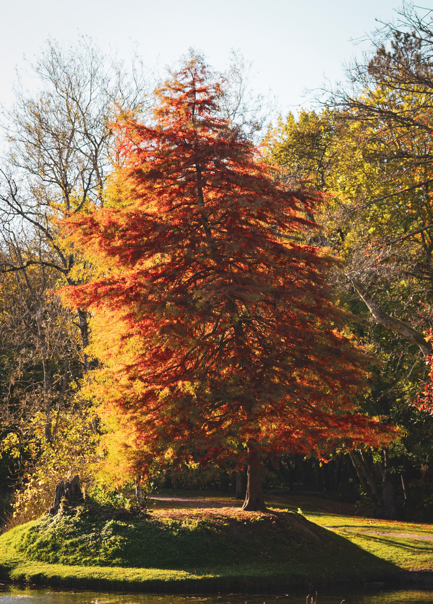 Documenting the peaceful estate grounds of the Irish National Stud, where world-class equine heritage meets the rolling green landscapes of Ireland's horse country.