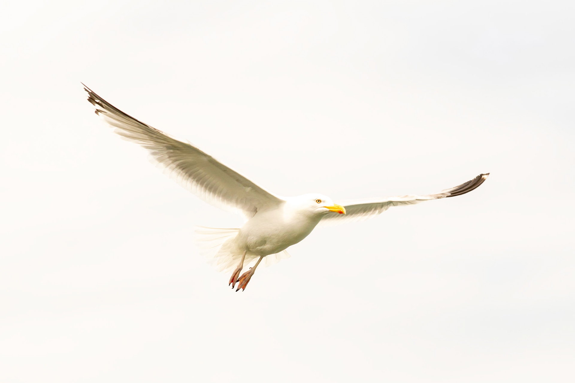 #animals #seagull