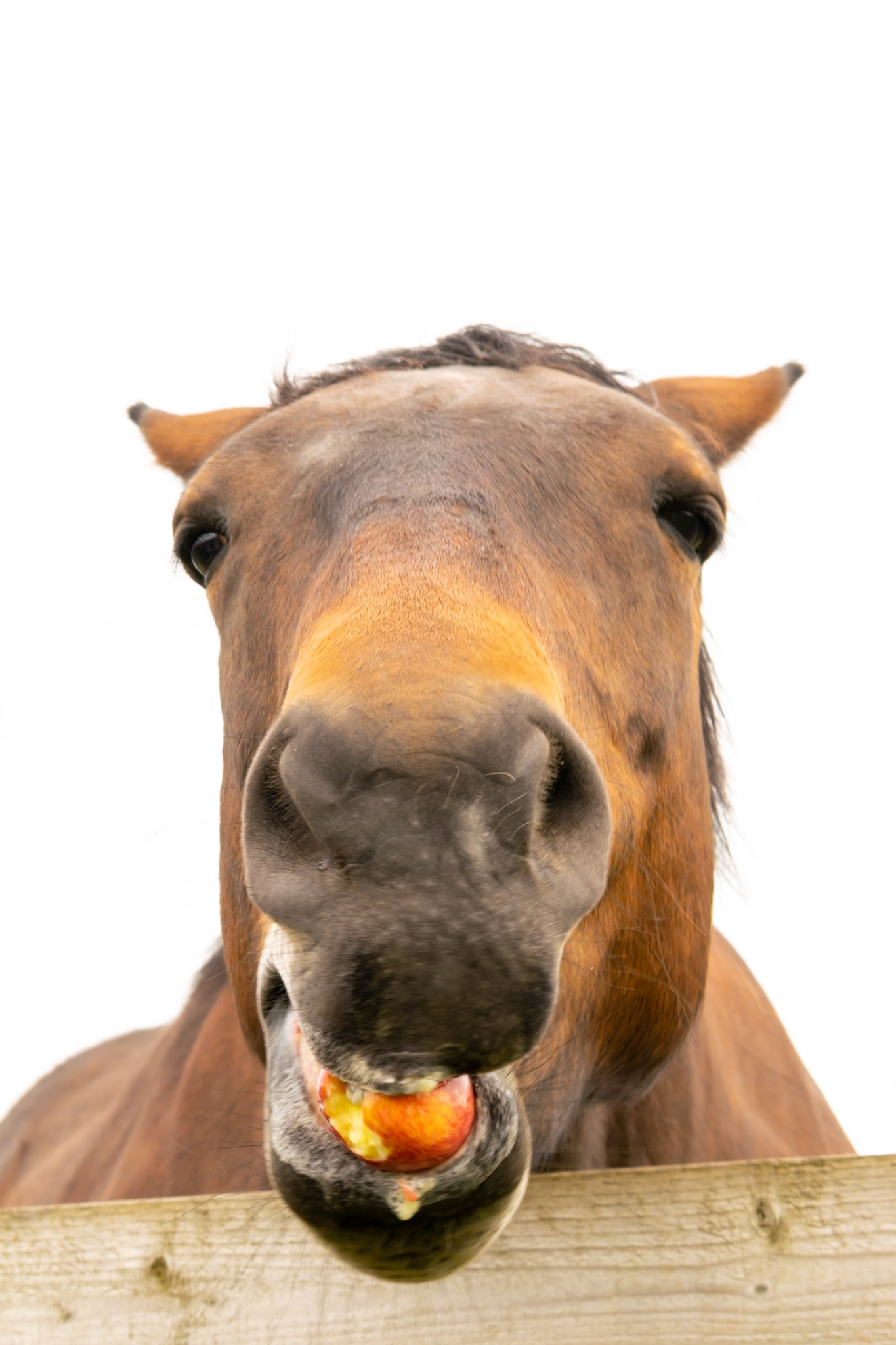 Animals, apple, brown, Horse, Nature