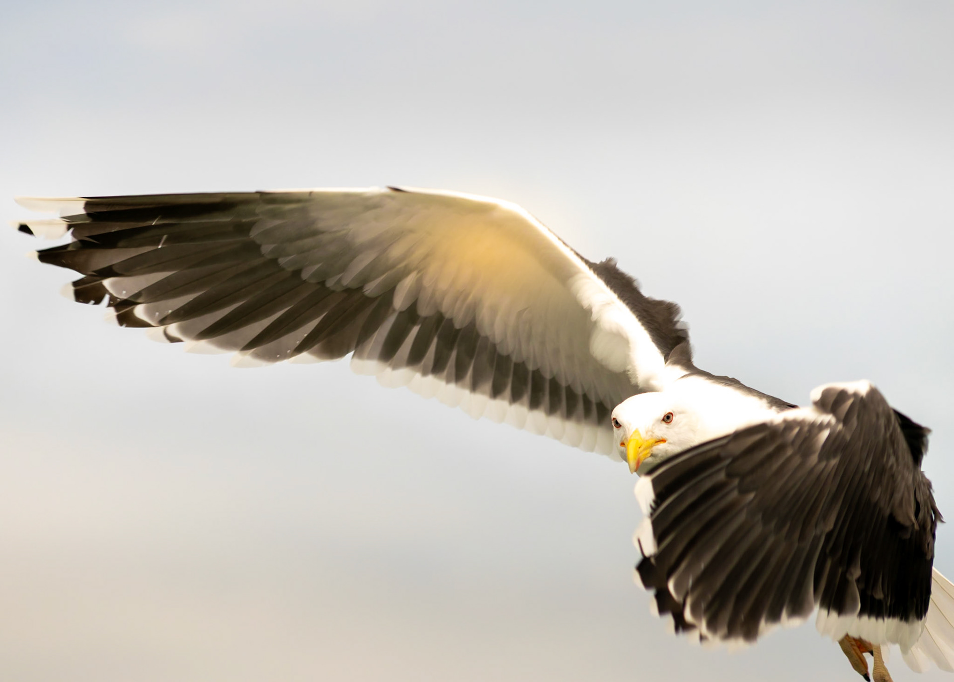 Seagull wildlife