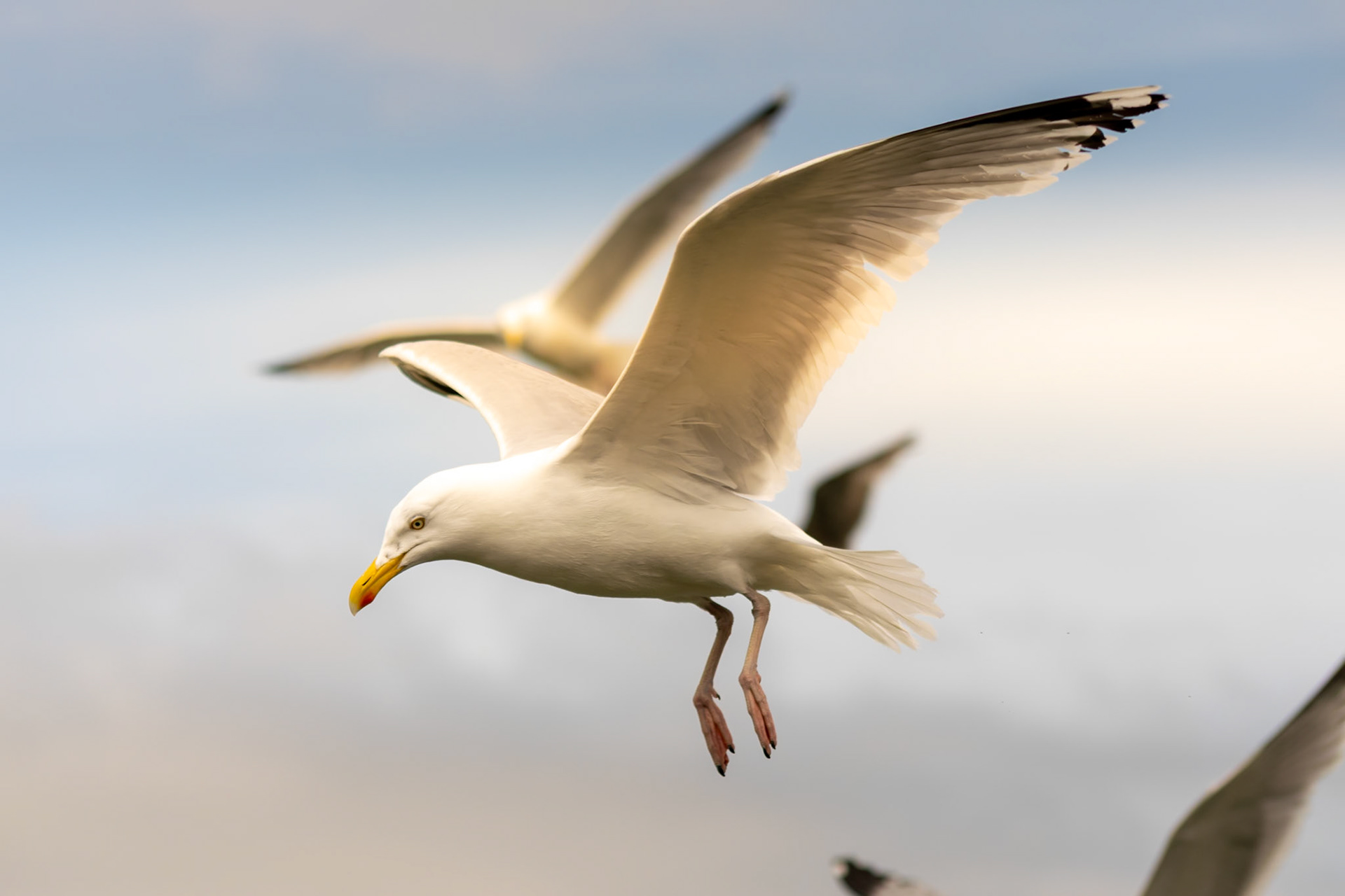 Seagull wildlife