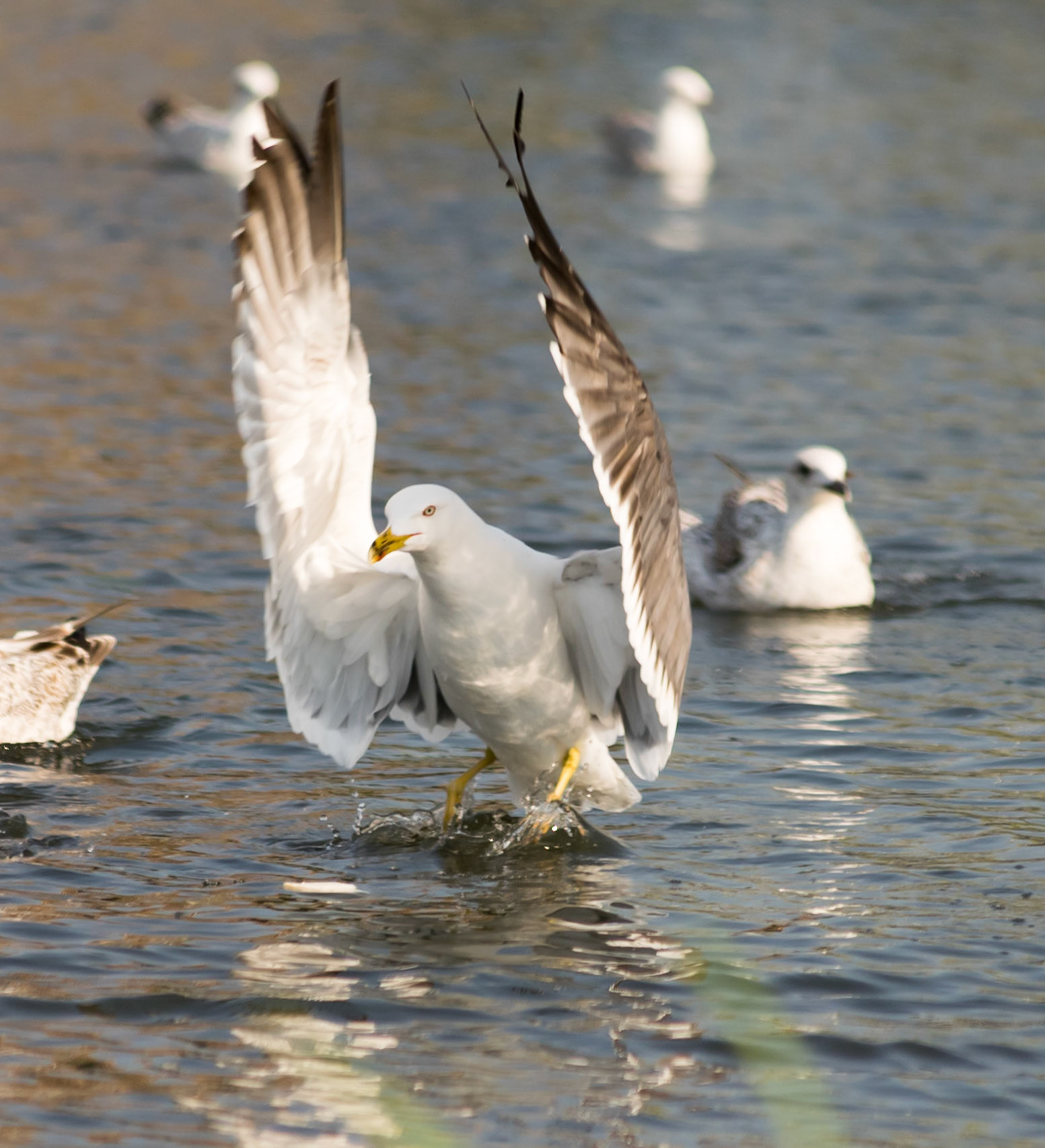 seagull