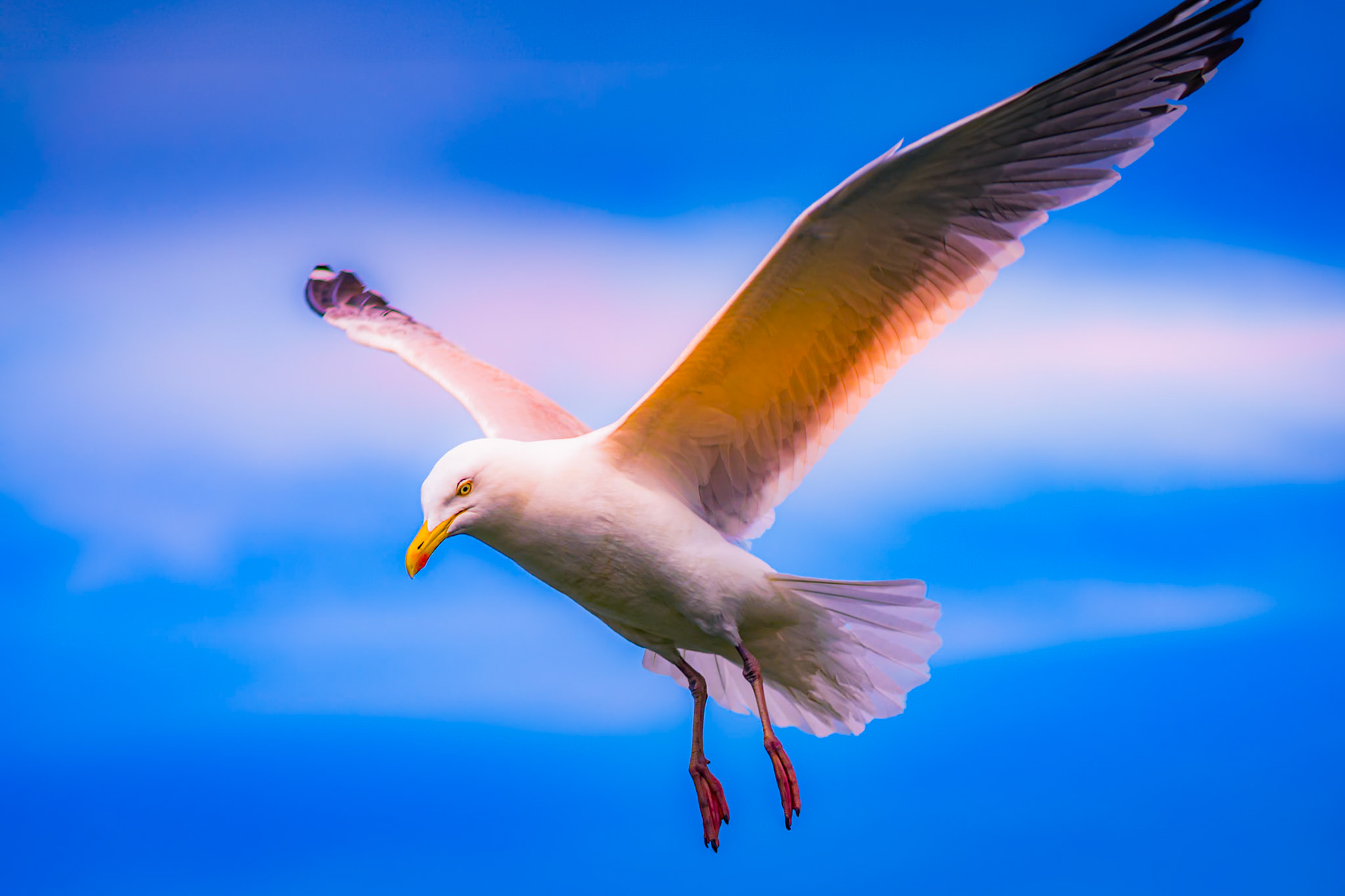 Seagull wildlife