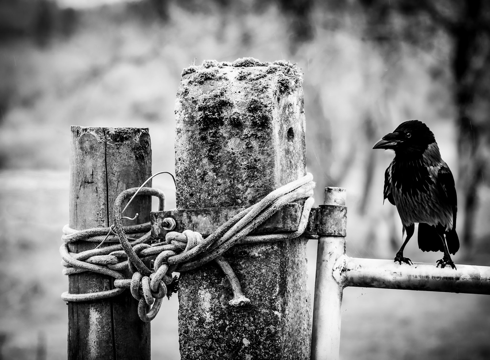 Finding the hidden stories, dramatic lines, and quiet moods that emerge when the world is reduced to monochrome.