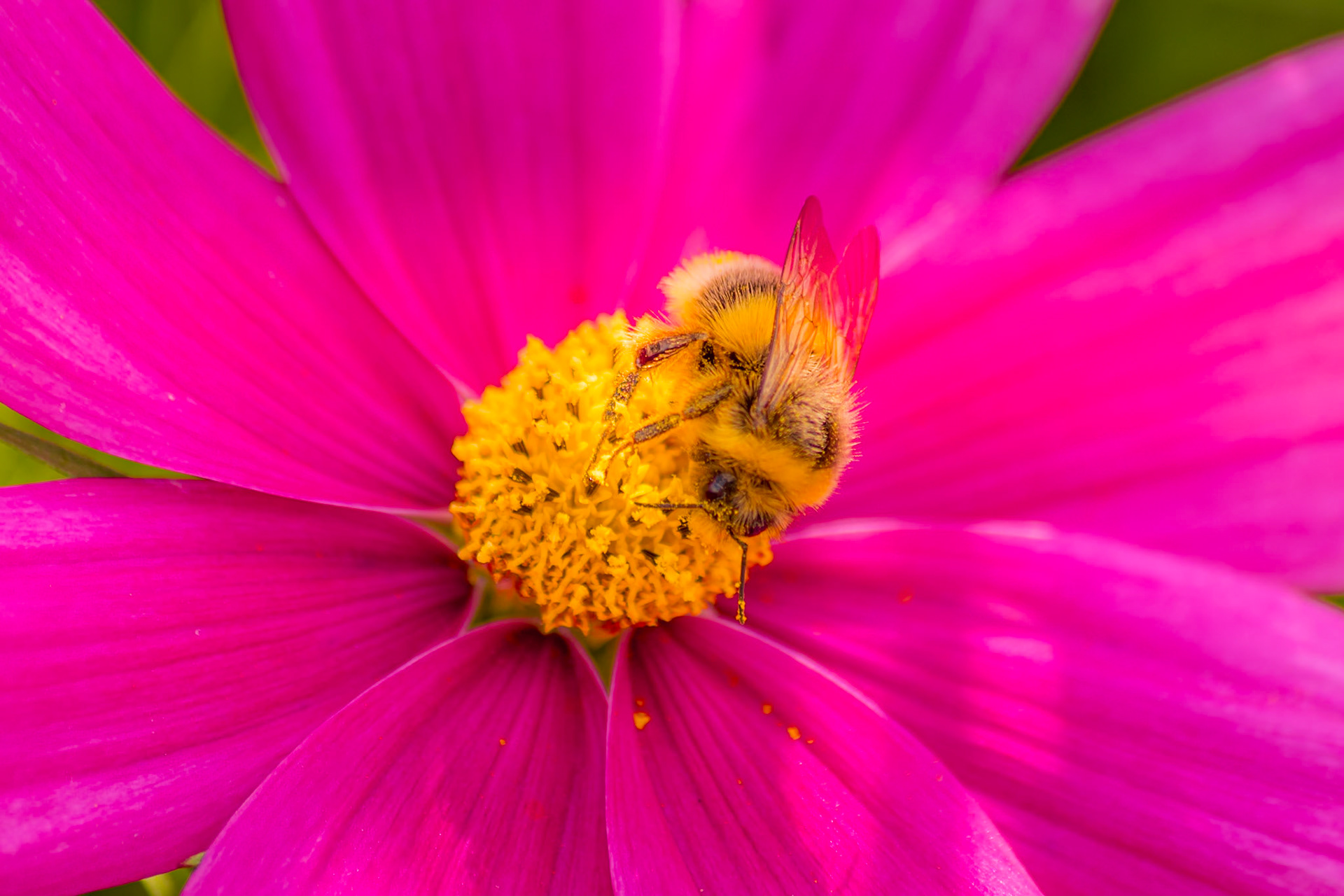 Bees