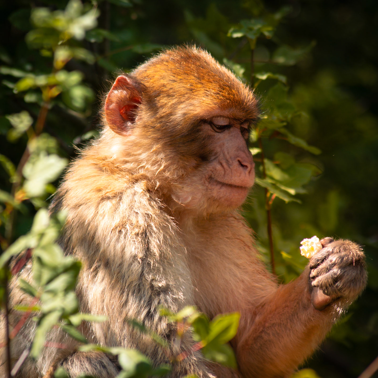 La Forêt des Singes, Rocamadour