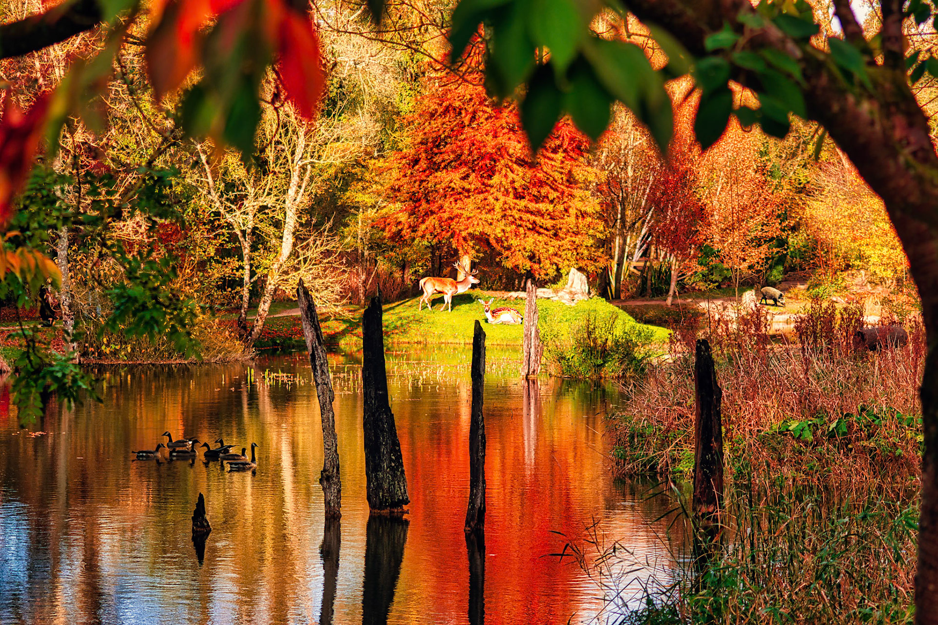Immerse in the intoxicating allure of Ireland's County Kildare captured in this breathtaking photograph. Witness the spell-binding scenery of Ireland's autumnal blush, a view that leaves one breathless. The potent hues of red and orange reign over the landscape, crafting a striking tableau of nature's vivacious metamorphosis. Every detail of this panorama radiates tranquillity and allure, providing a serene haven from the bustling world. Surrender to the captivating charm of this vivid landscape