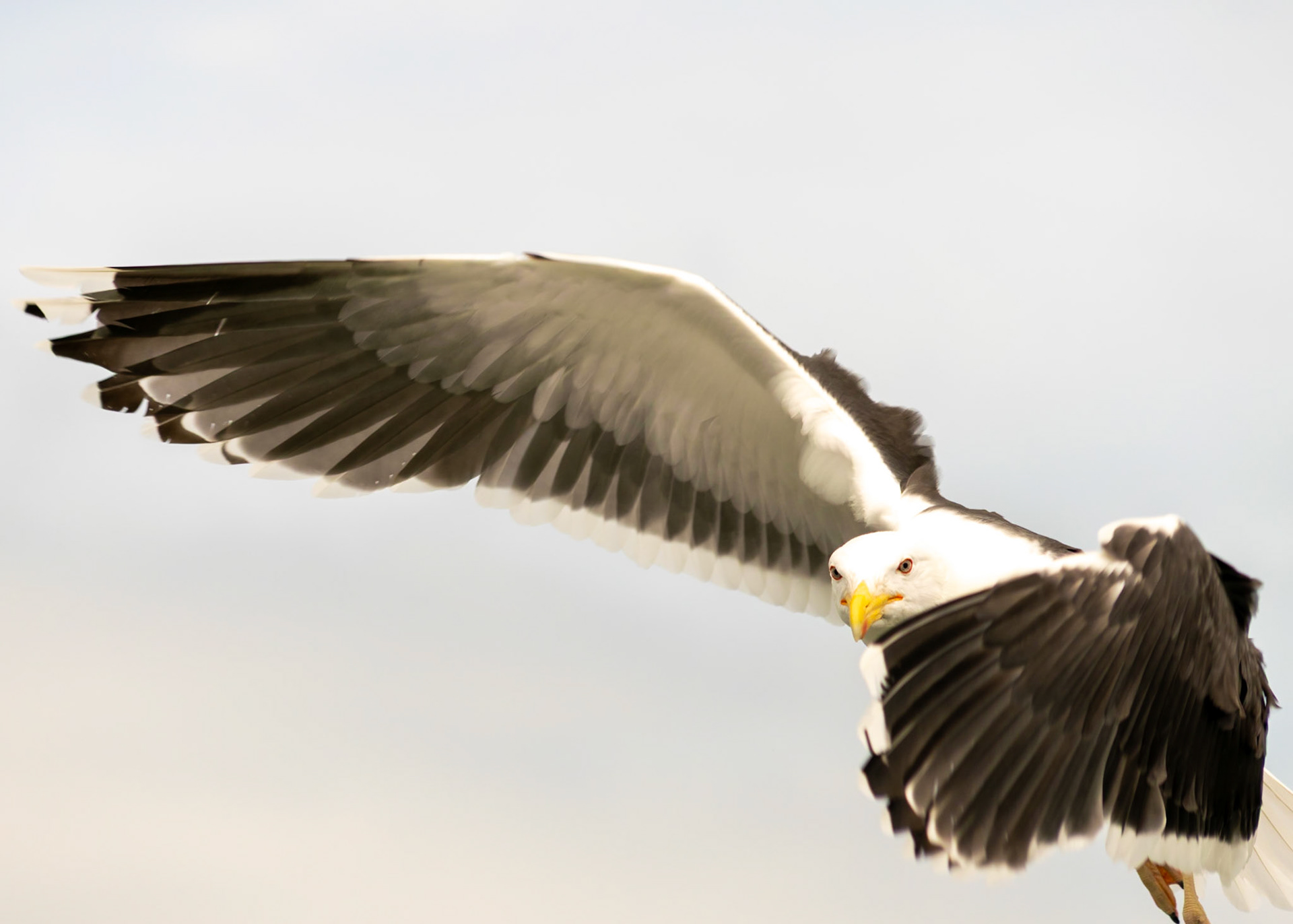 #animals #seagull