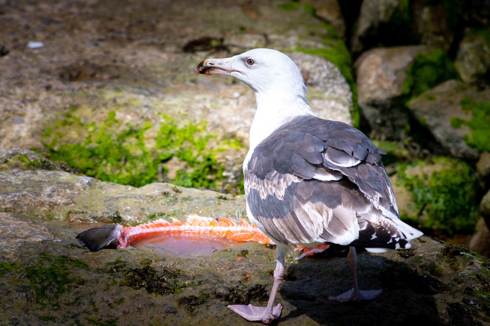 seagull
