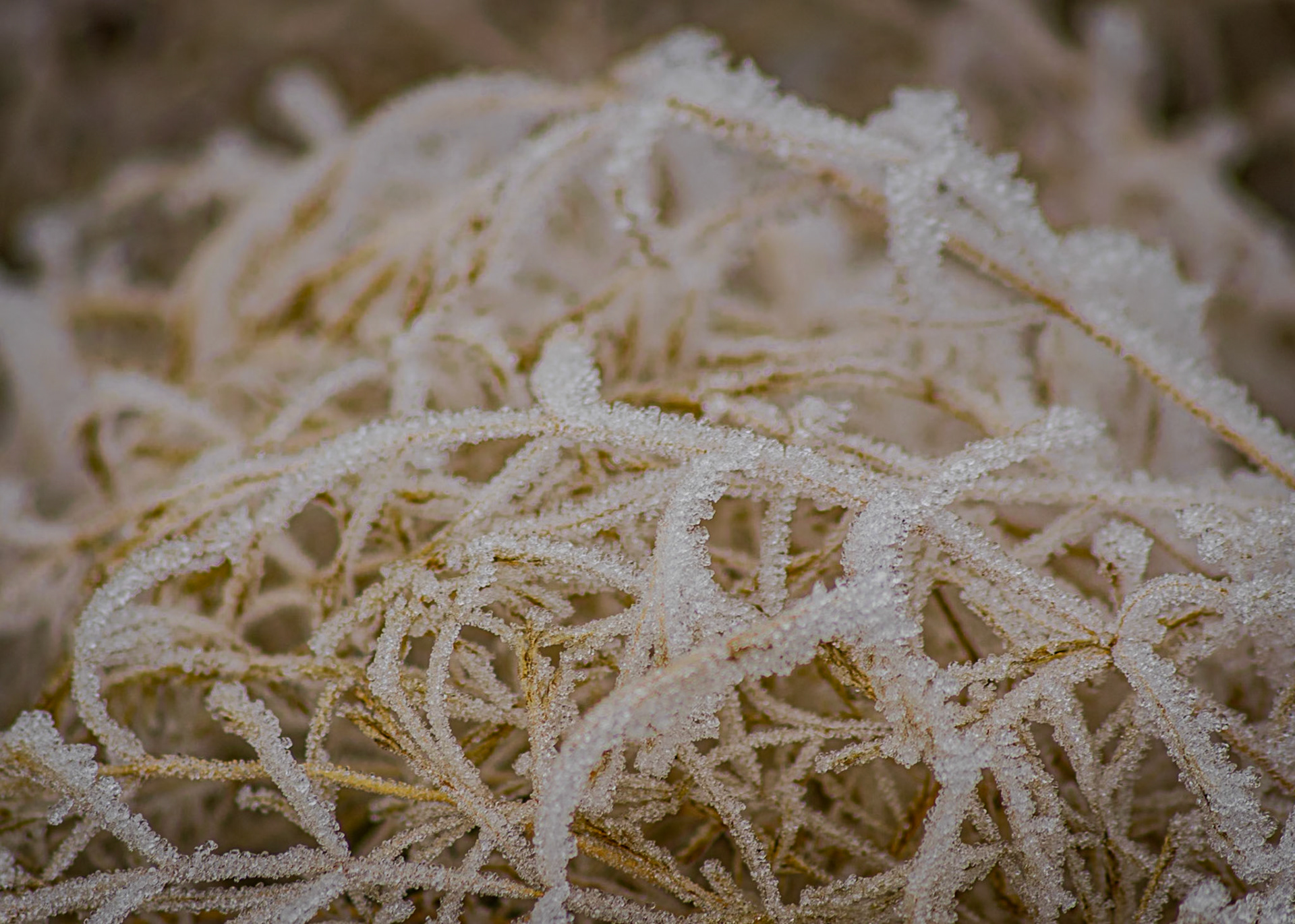Exploring the fine art of winter in rural France—where frozen mist crystallizes on bare branches and dormant vines.