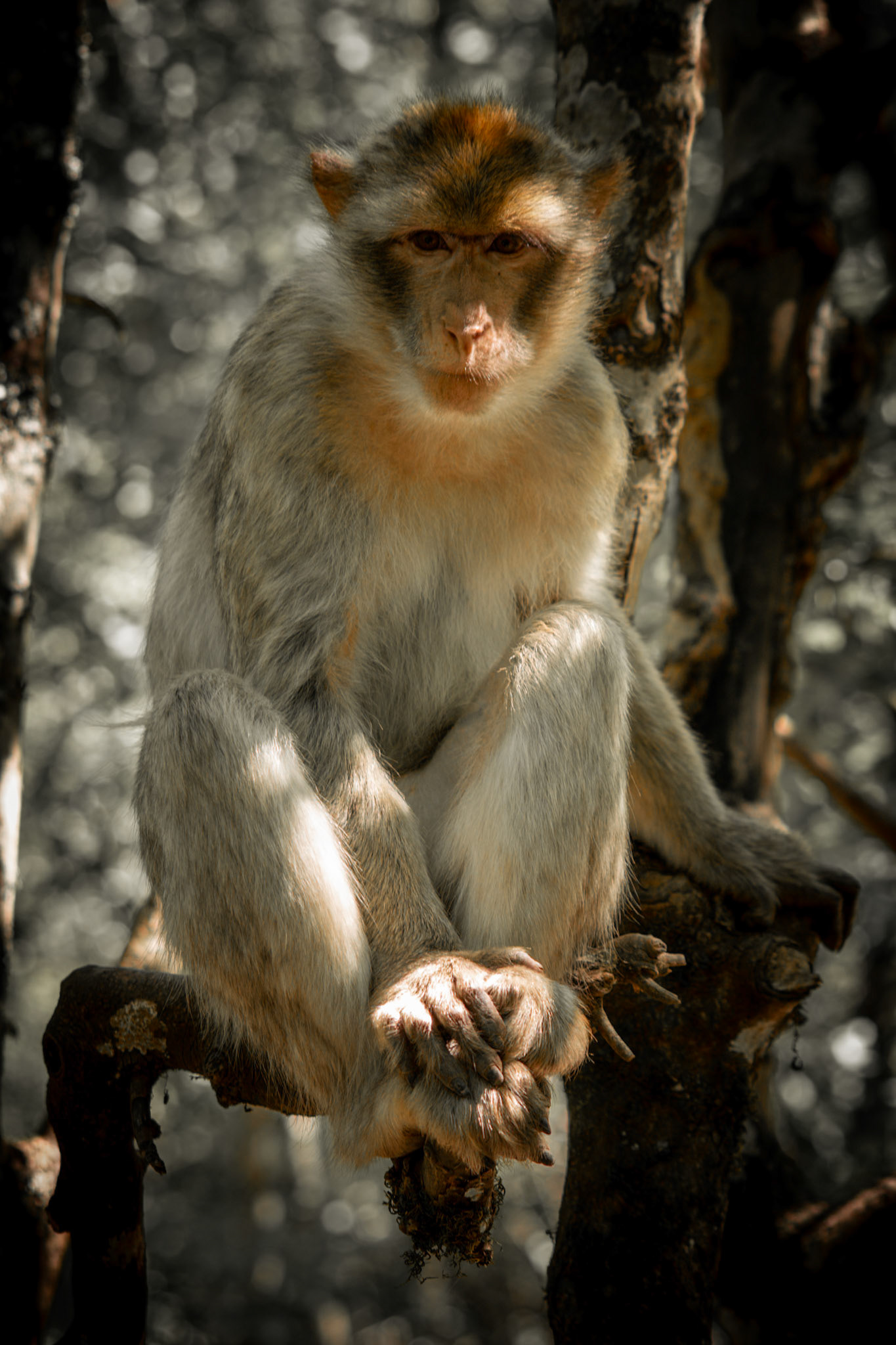 La Forêt des Singes, Rocamadour