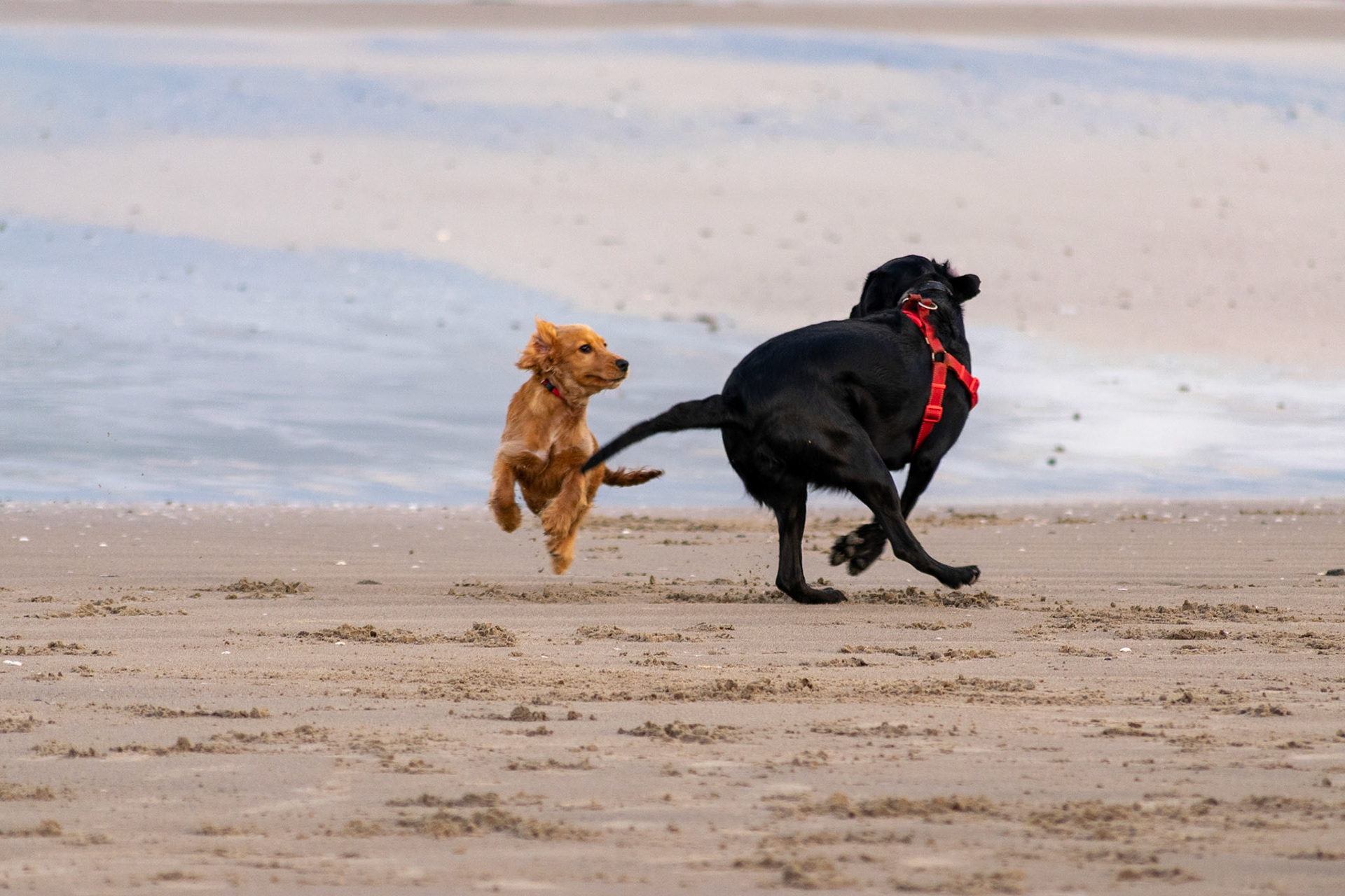 #animals #dogs
