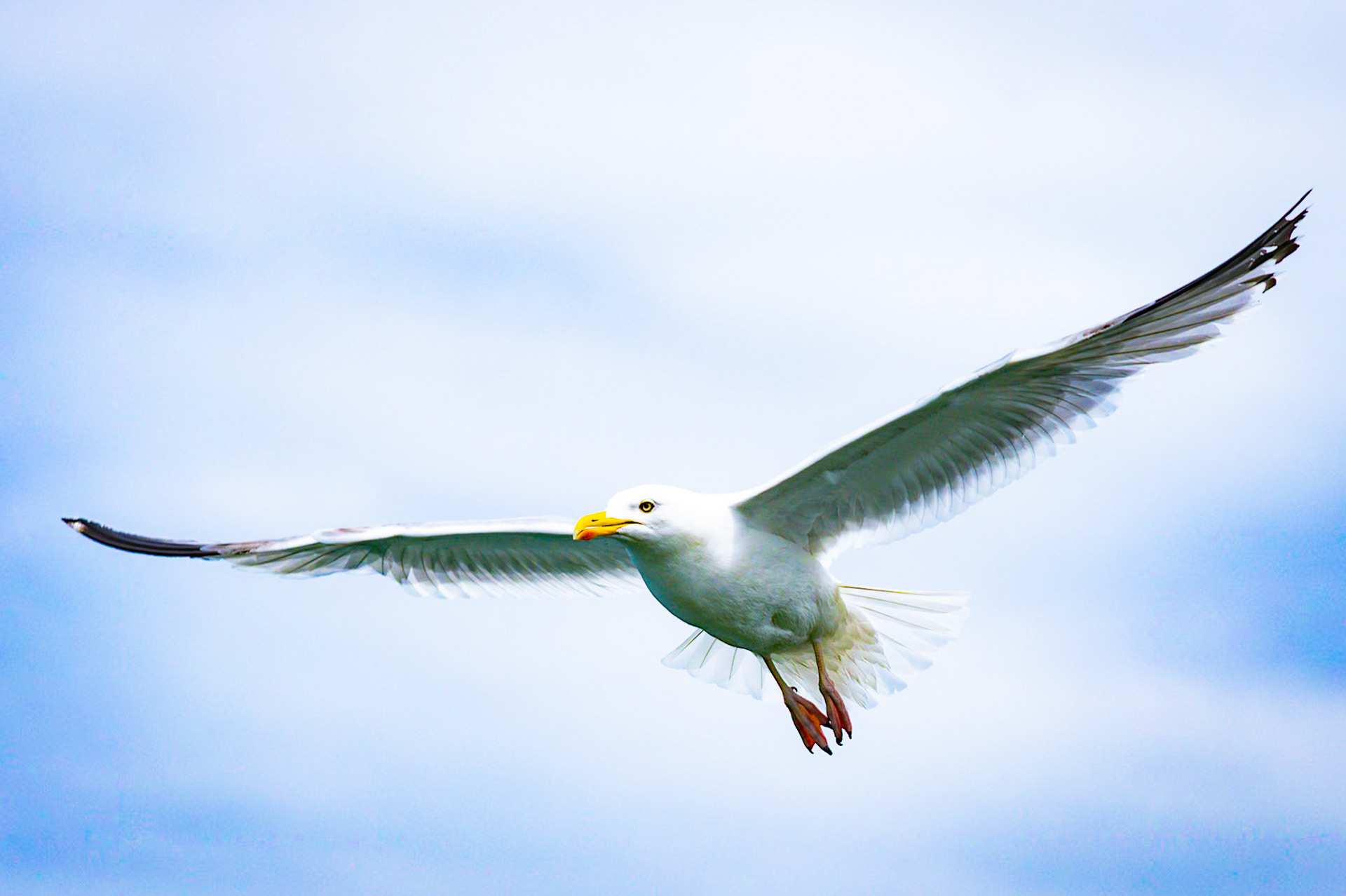Documenting the diverse rhythms, textures, and behaviors of the animal kingdom, captured across both coastal horizons and hidden micro-habitats.