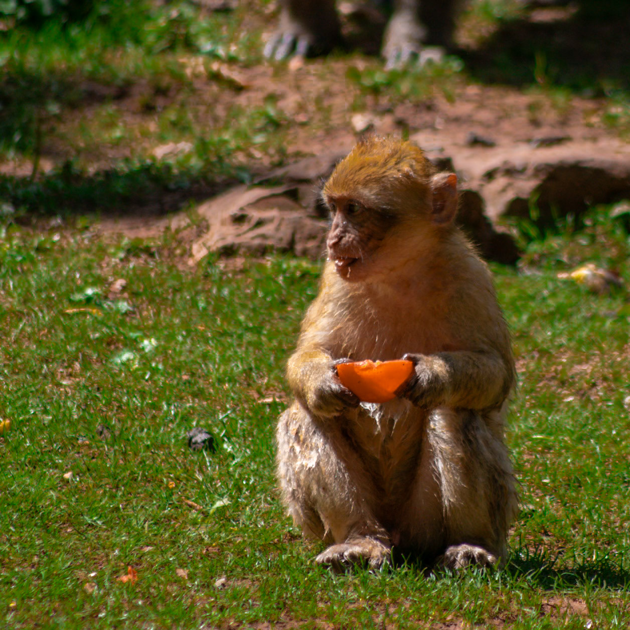 La Forêt des Singes, Rocamadour