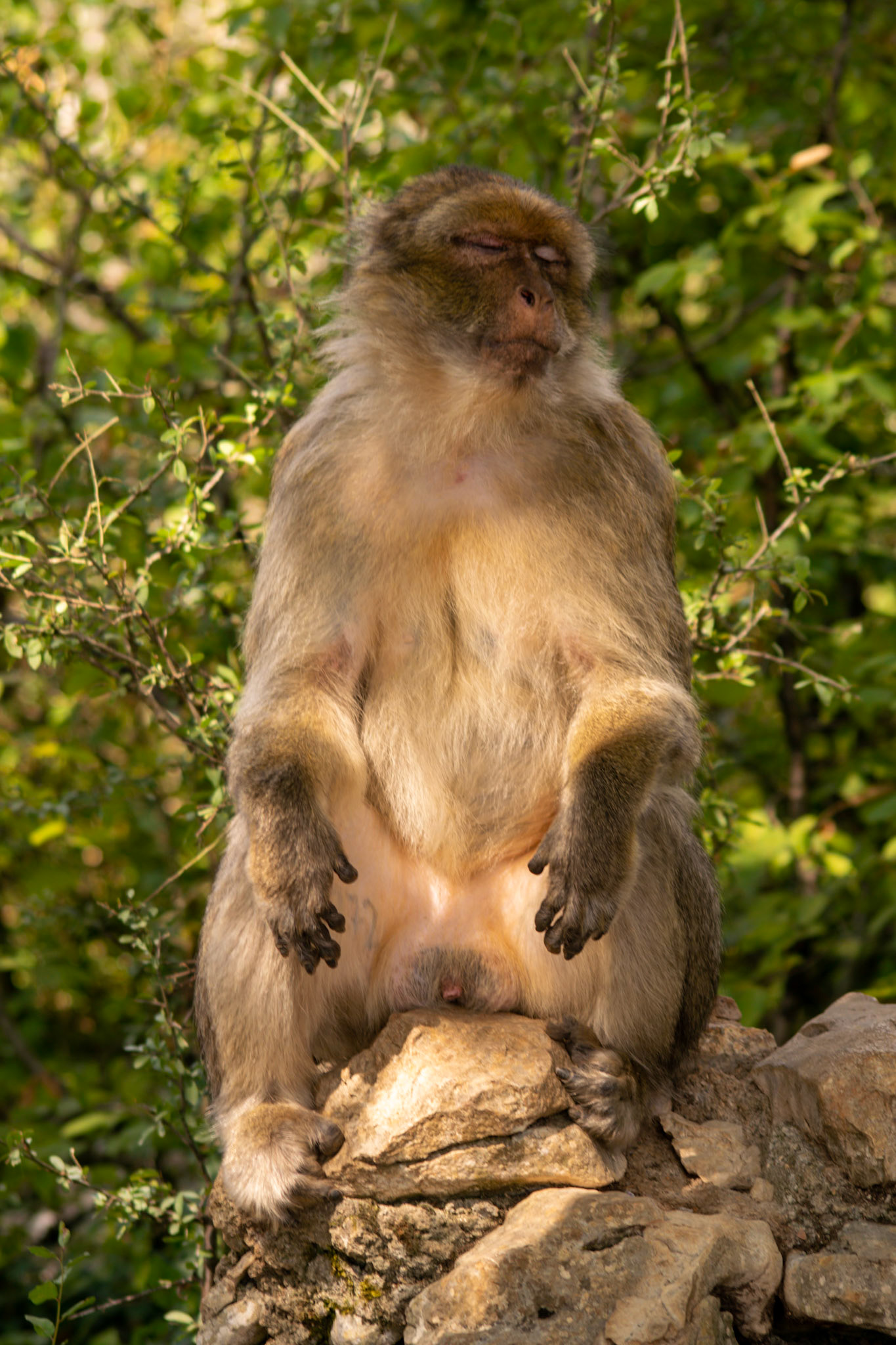 La Forêt des Singes, Rocamadour