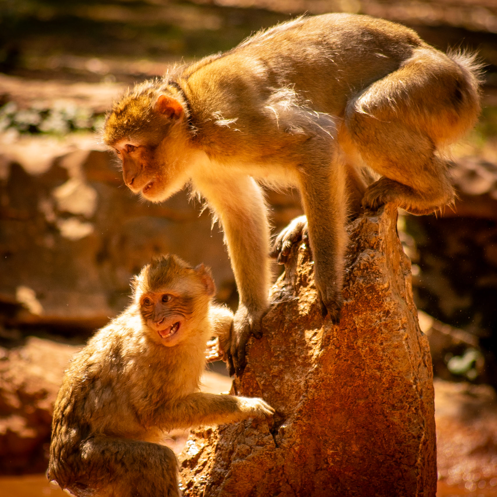 La Forêt des Singes, Rocamadour