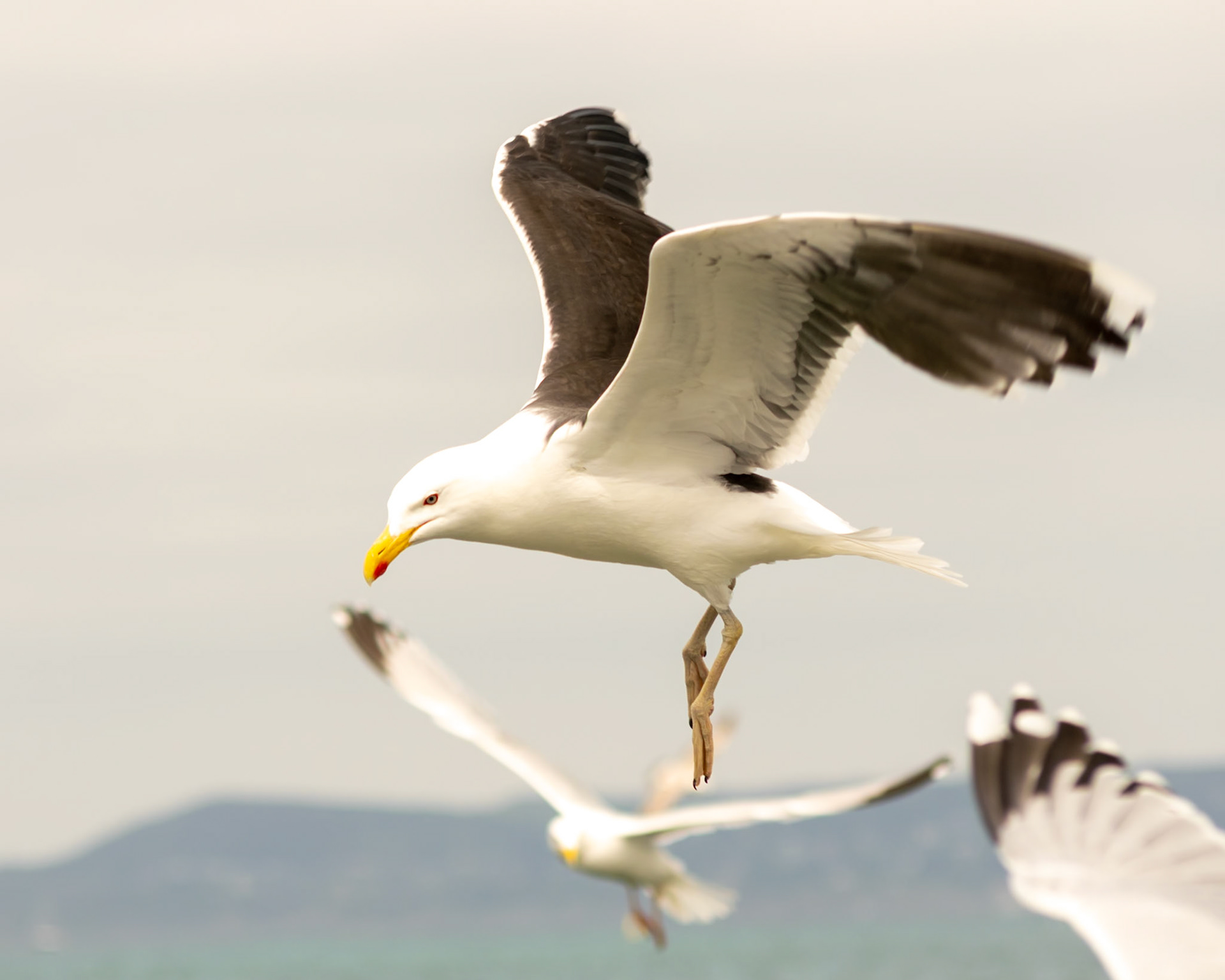 seagull