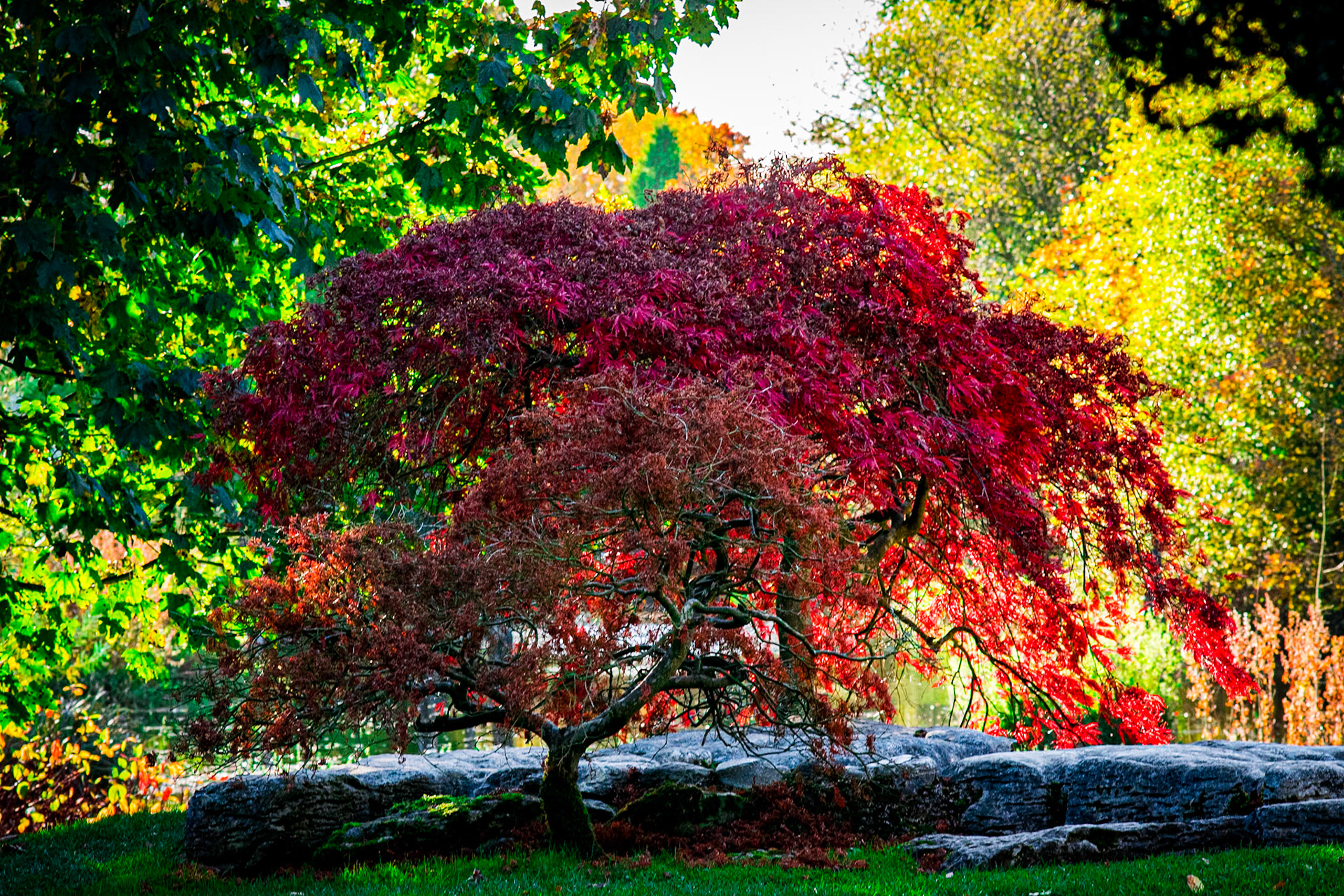 Documenting the peaceful estate grounds of the Irish National Stud, where world-class equine heritage meets the rolling green landscapes of Ireland's horse country.
