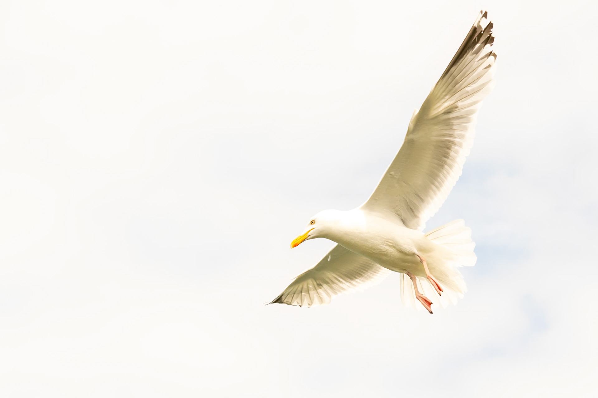 seagull