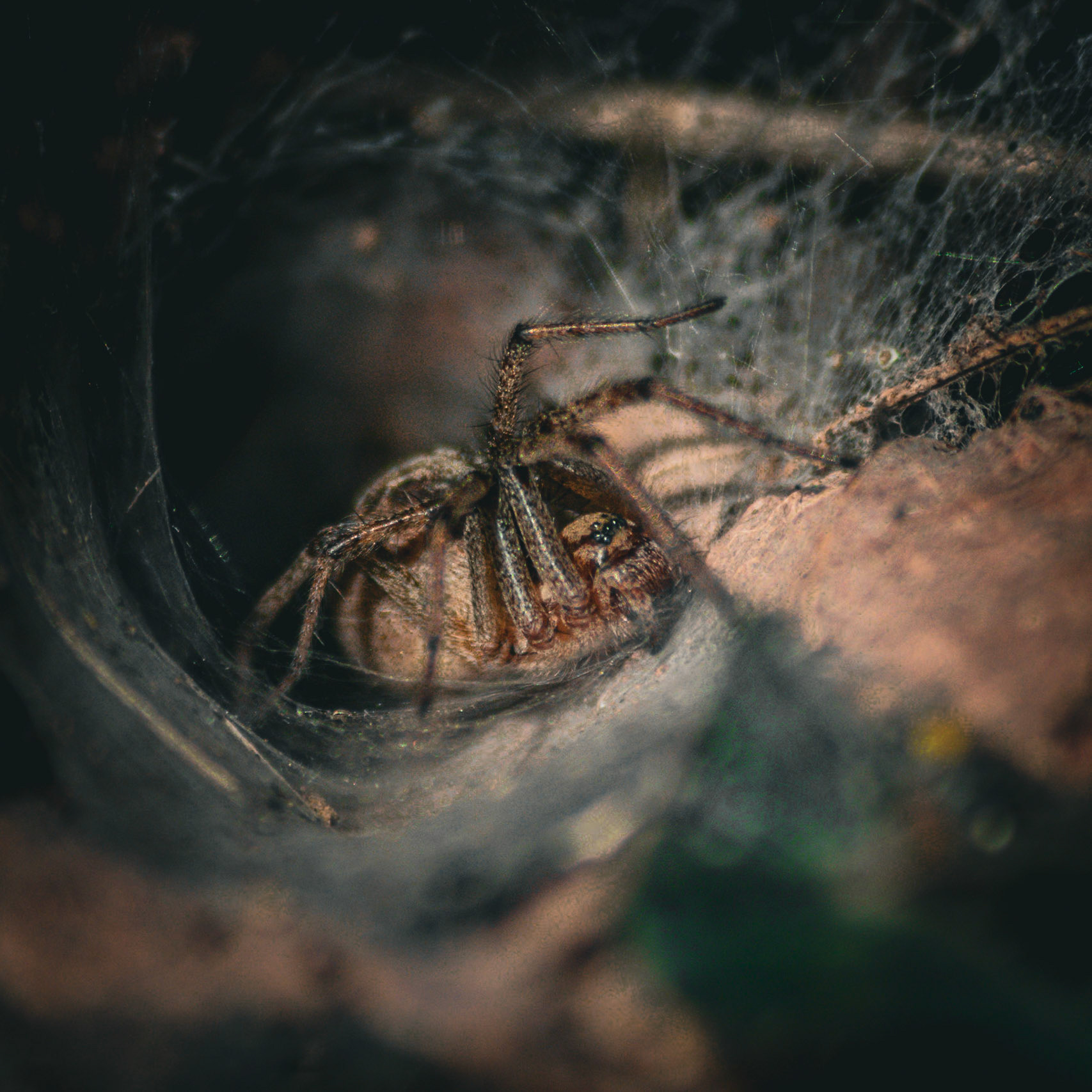 Documenting the diverse rhythms, textures, and behaviors of the animal kingdom, captured across both coastal horizons and hidden micro-habitats.