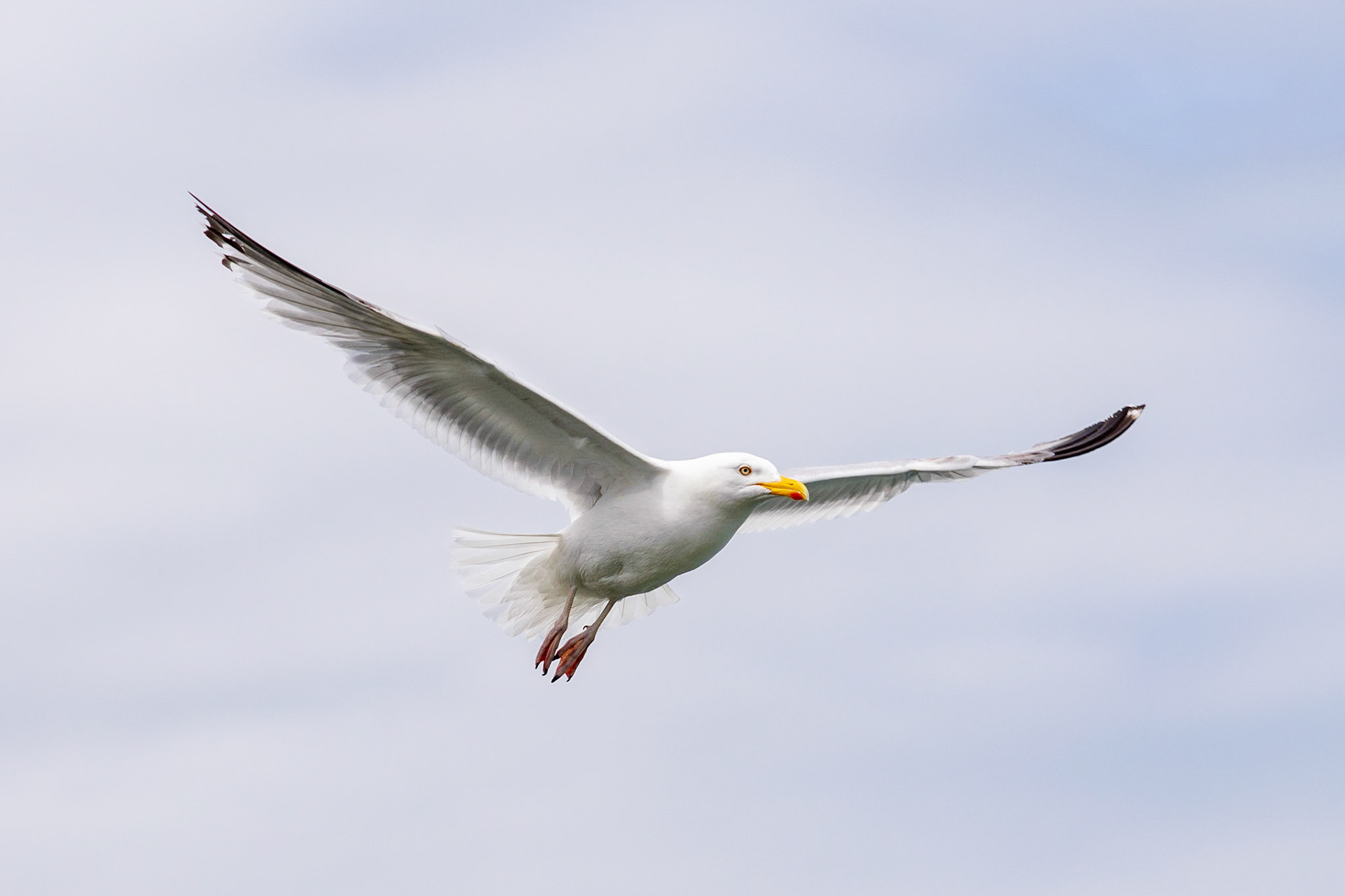 #animals #seagull