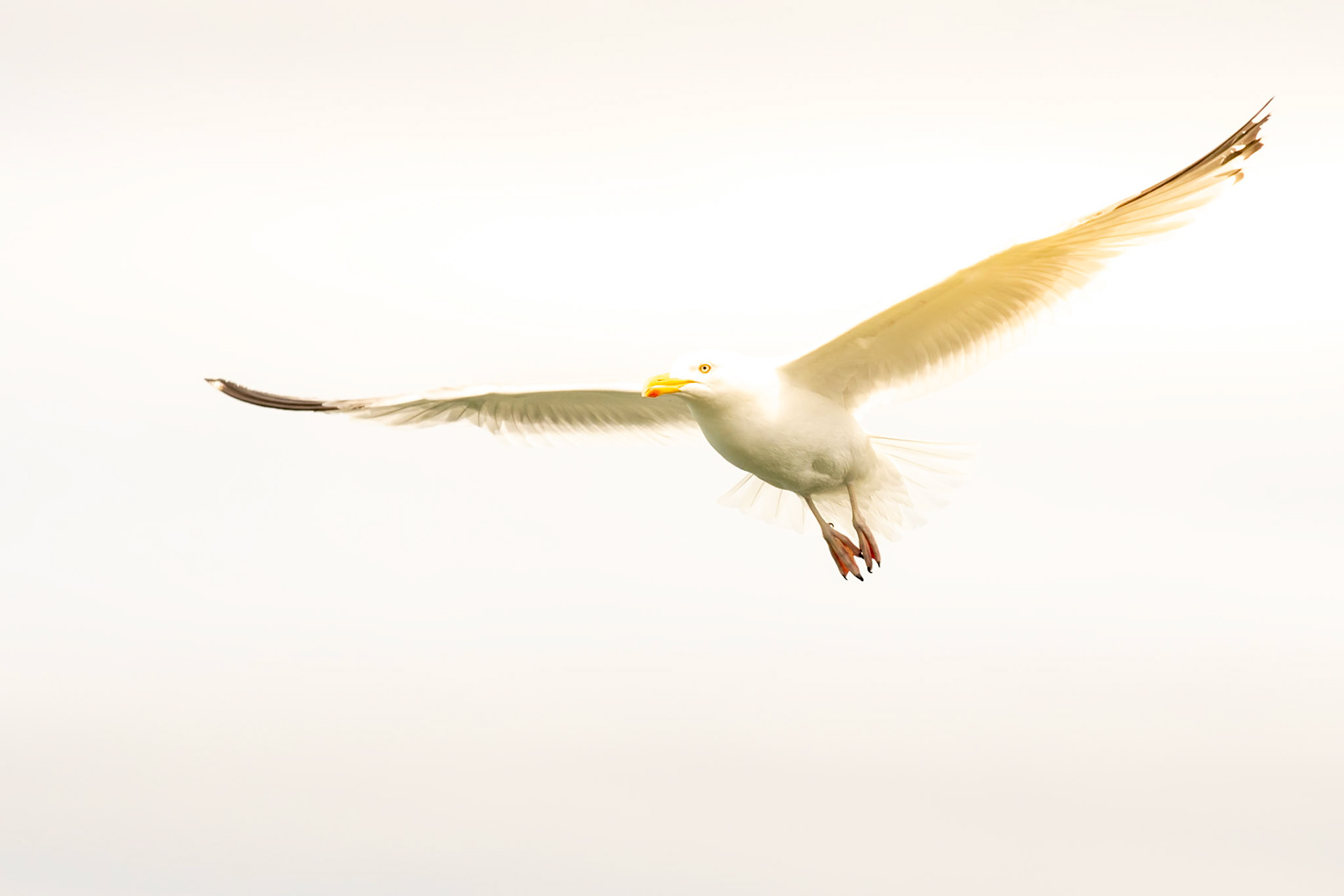 Seagull wildlife