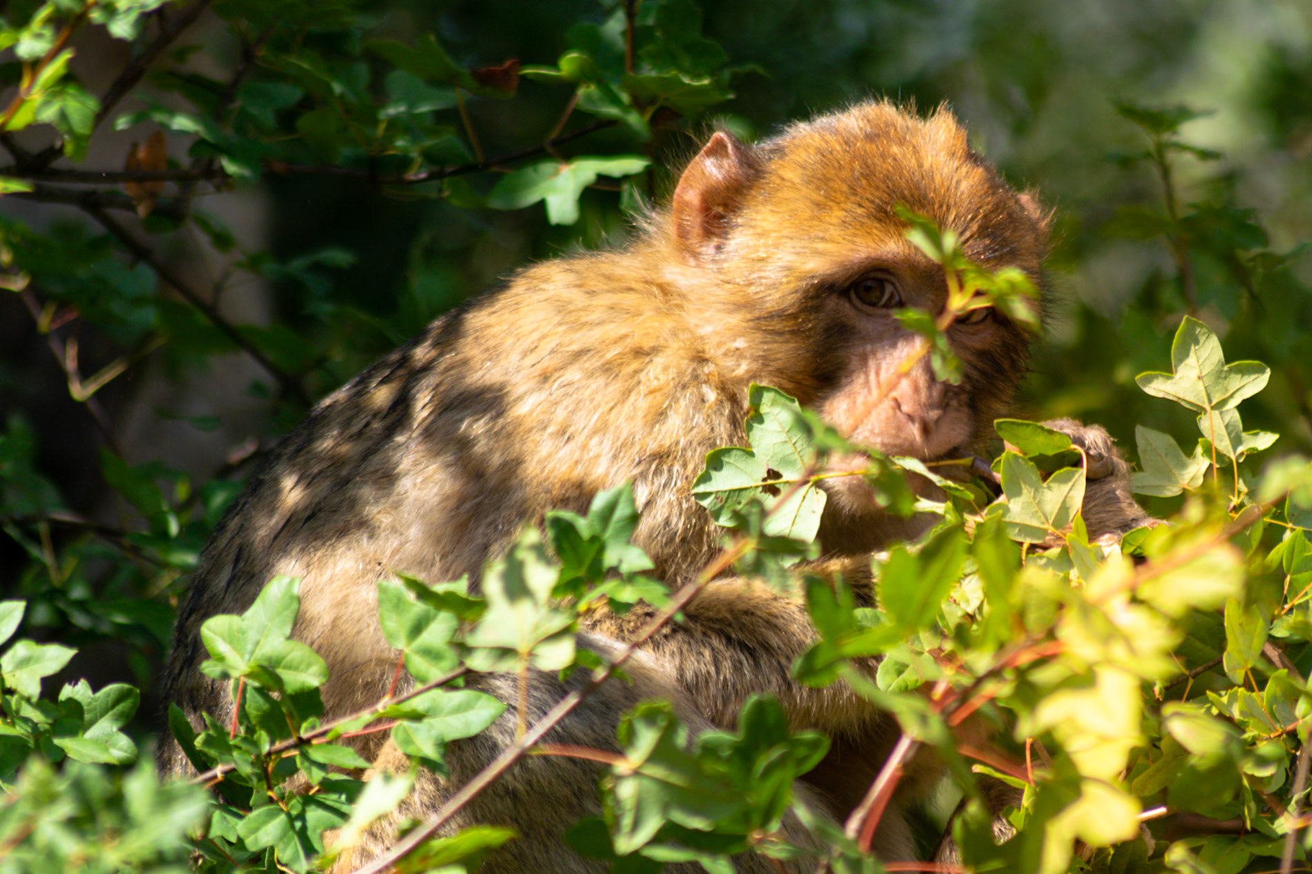 La Forêt des Singes, Rocamadour