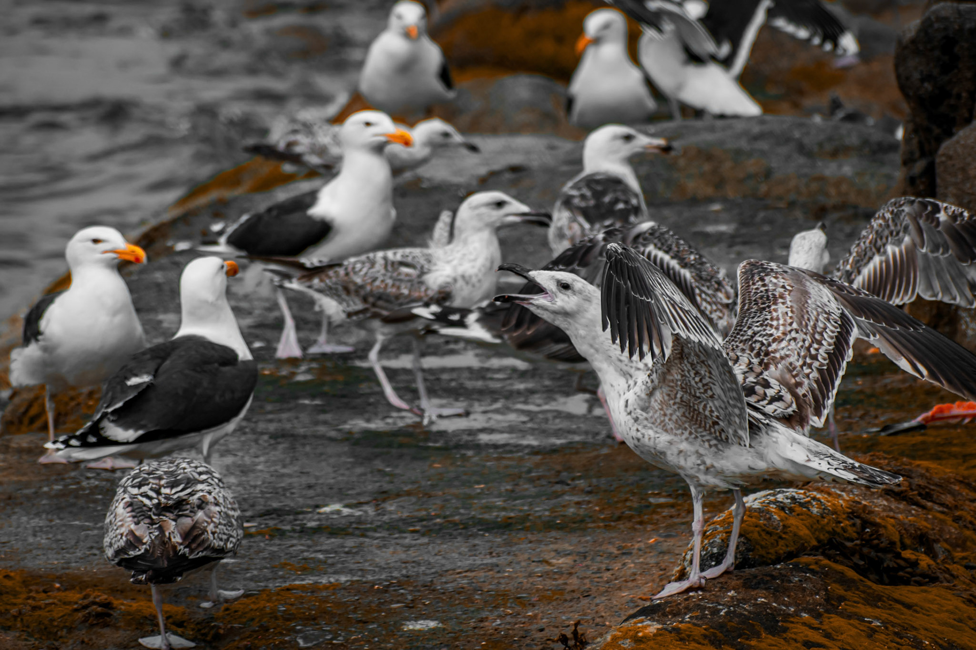 seagull
