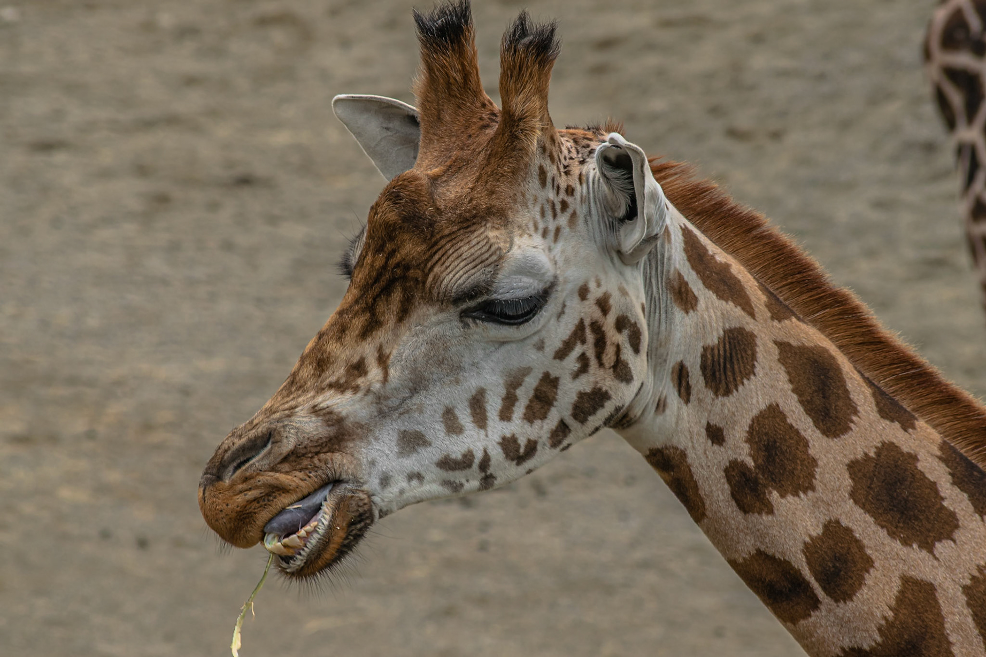 Giraffe