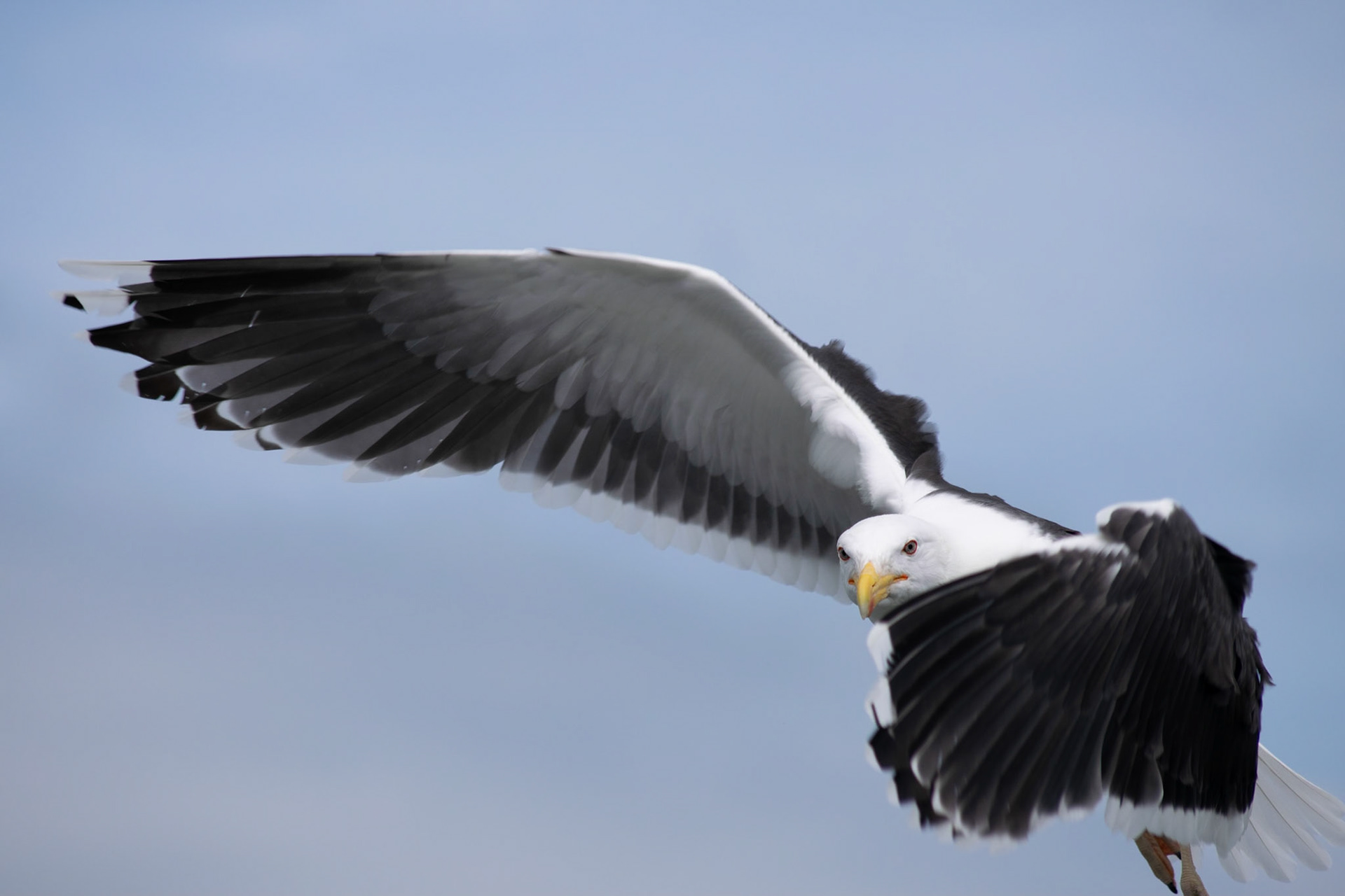 Animals Fine Art Photography