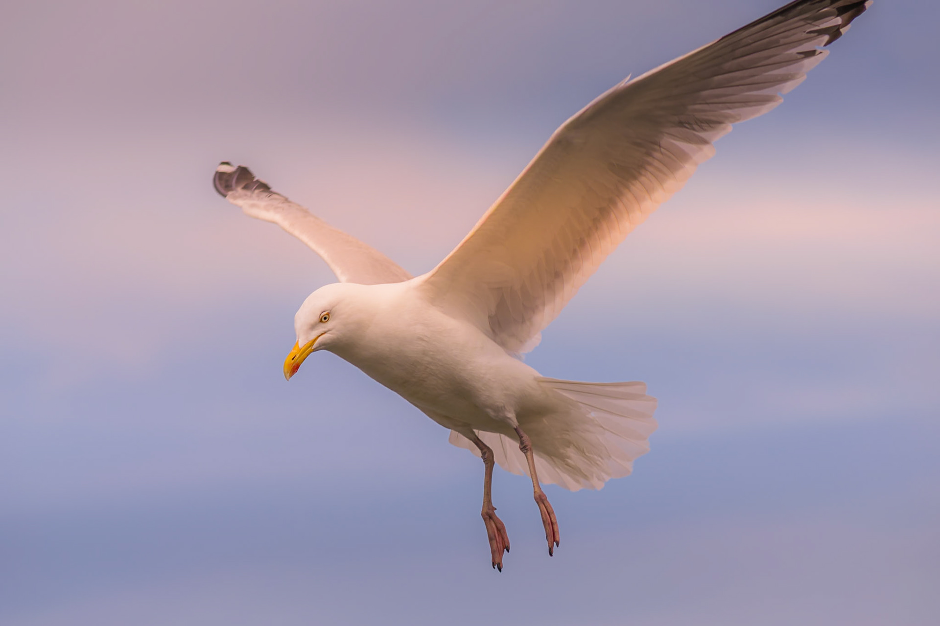 Seagull wildlife