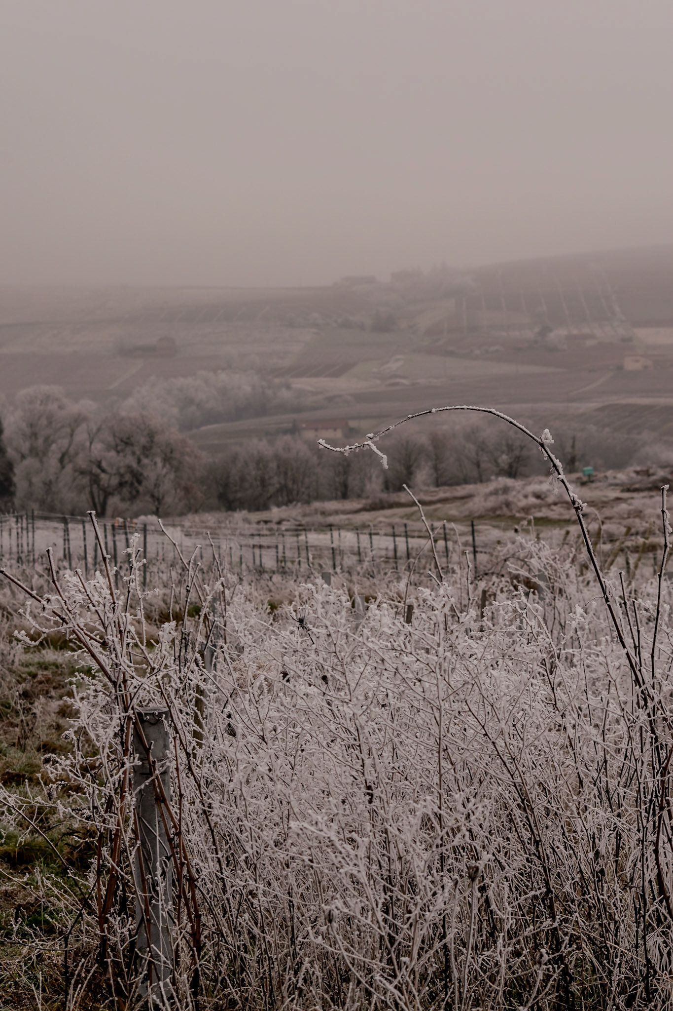 Exploring the fine art of winter in rural France—where frozen mist crystallizes on bare branches and dormant vines.