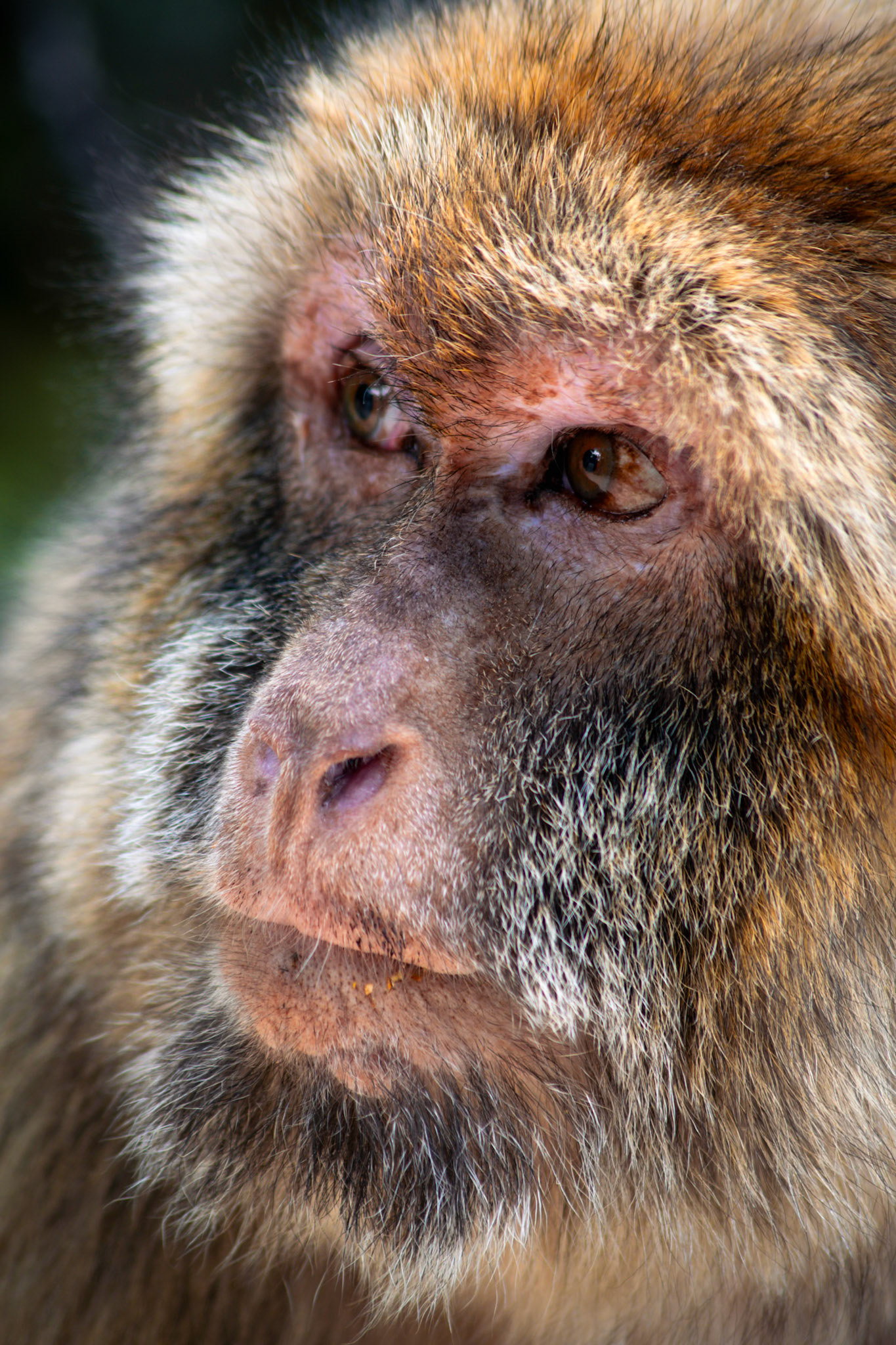 La Forêt des Singes, Rocamadour