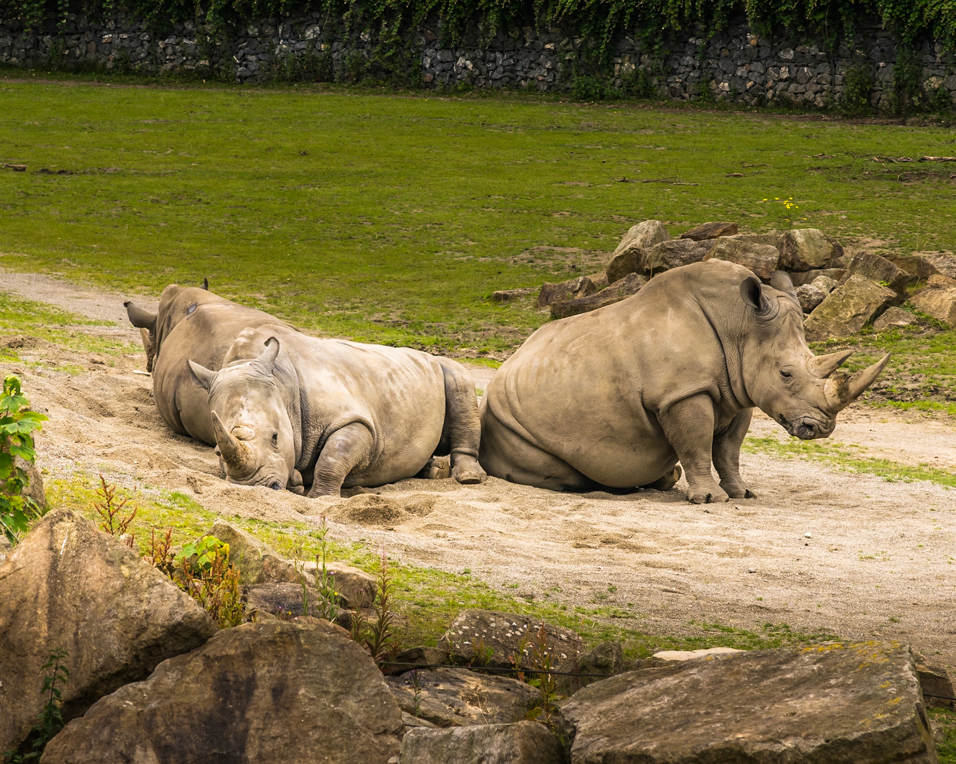 rhinoceros