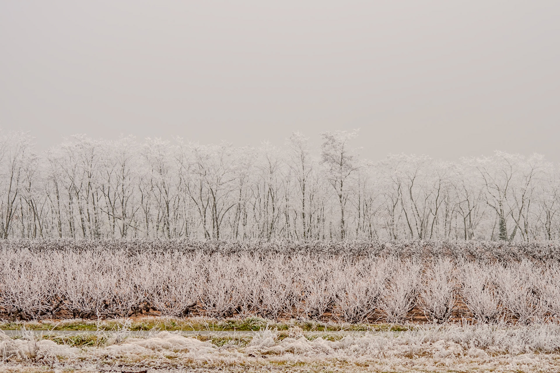 Exploring the fine art of winter in rural France—where frozen mist crystallizes on bare branches and dormant vines.